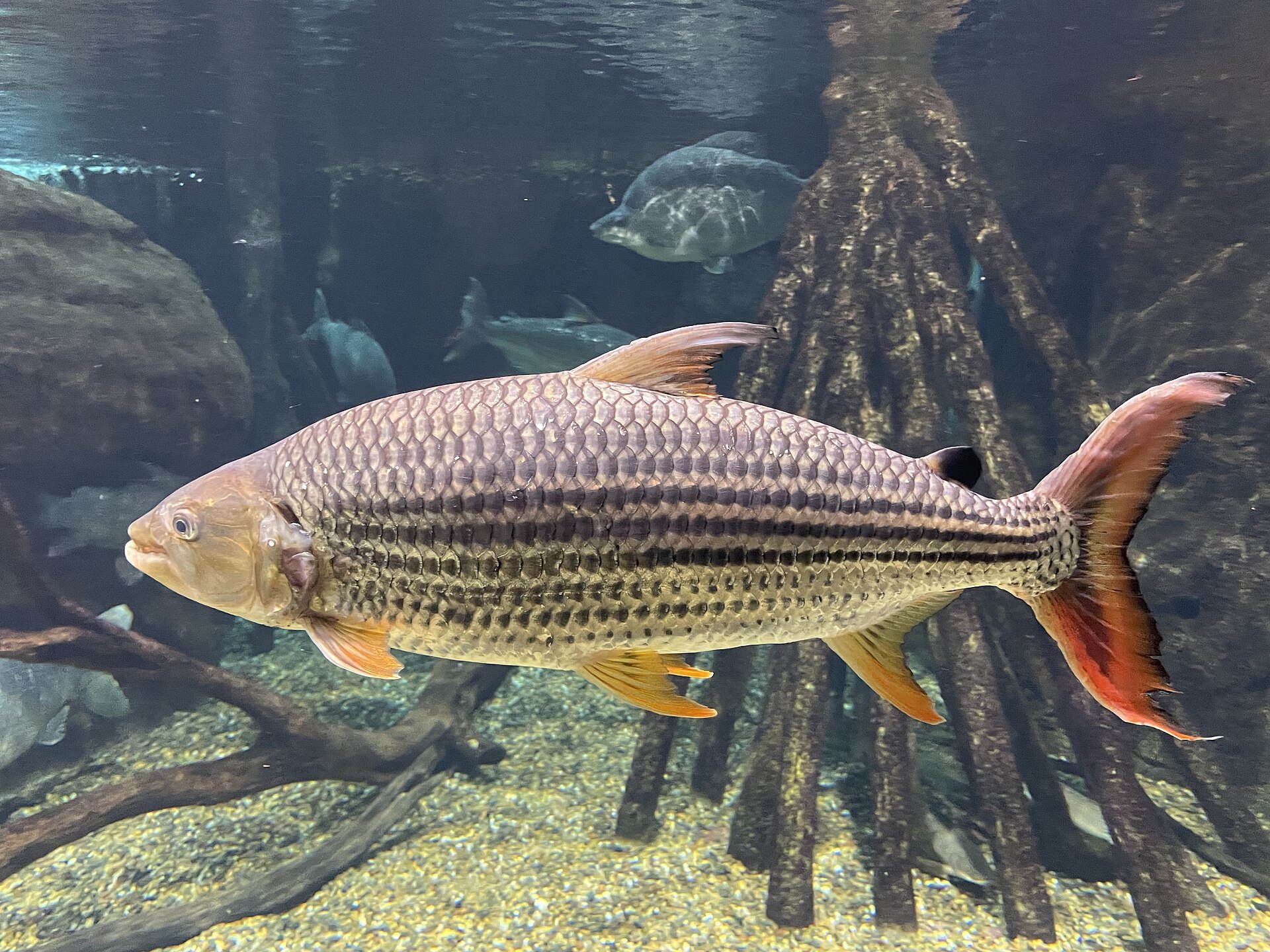 An African tigerfish in full side view in an aquarium, showing a deep silver body with horizontal dark stripes along the flank, red-orange fins, an adipose fin and a deeply forked red tail.
