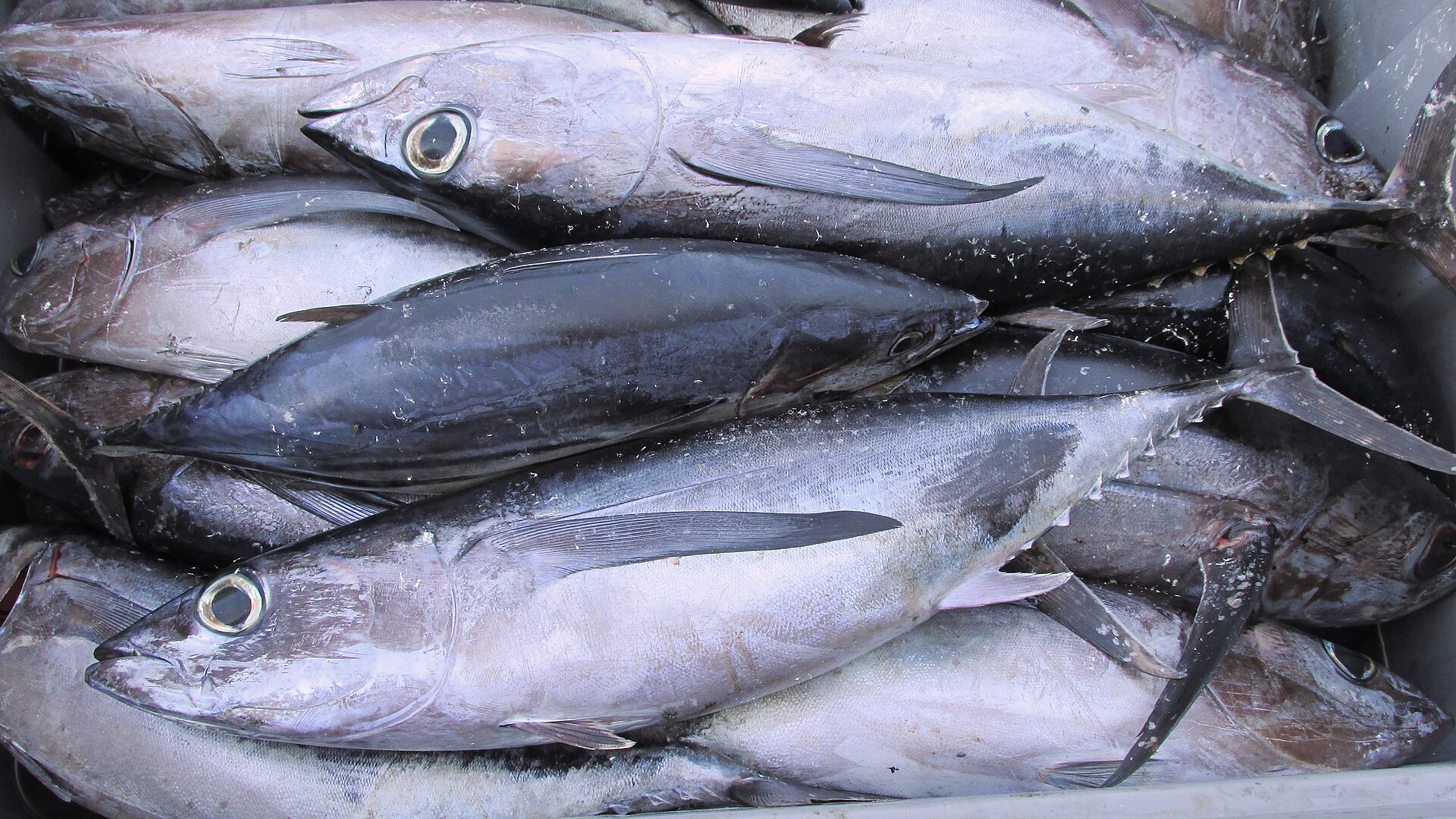 Several landed albacore packed head to tail in a box, seen from above, each with an extremely long narrow pectoral fin lying back along the flank and reaching well past the middle of the body, over dark metallic backs and silvery sides.