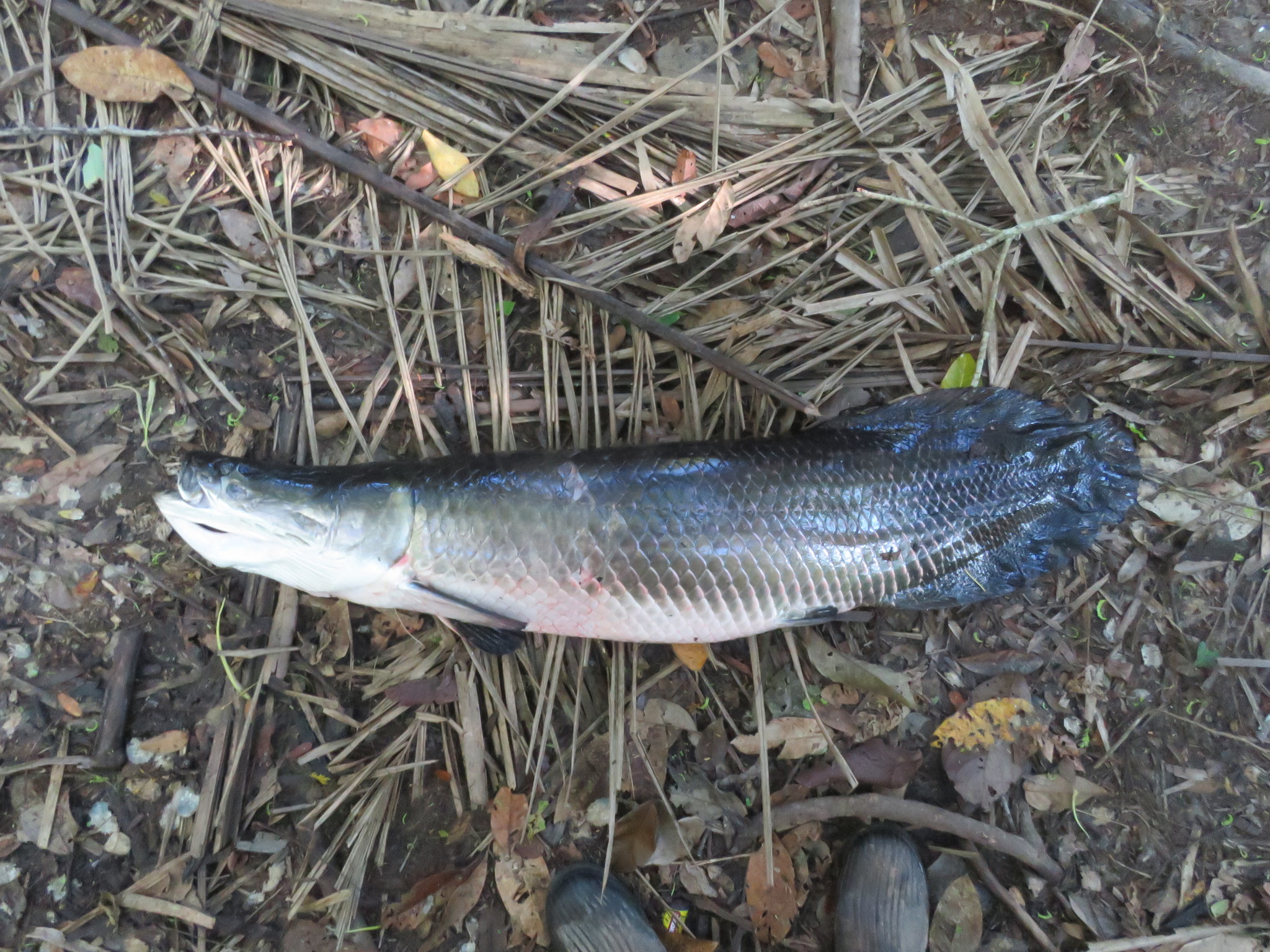 An arapaima laid out on leaf litter beside a Bolivian lake, seen from the side along its whole length, its body covered in very large armour-like scales, the dorsal and anal fins set far back close to the tail, a flattened bony head with the mouth set high, and a red-pink wash over the rear flank and underside.