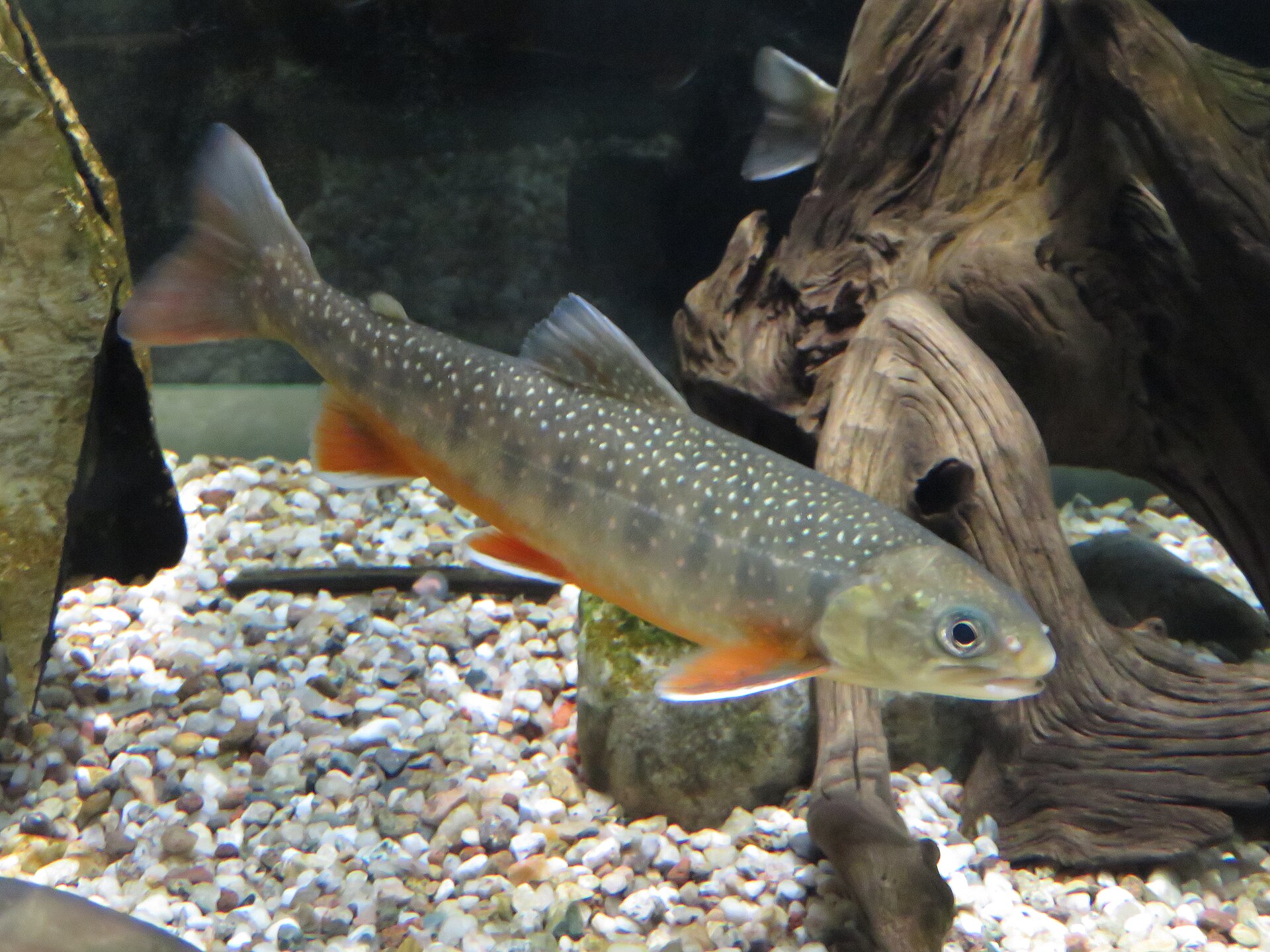 An Arctic char in an aquarium over pale gravel, showing pale cream and pink spots scattered over a darker olive flank, an orange-red belly, and orange paired fins each with a clean white leading edge.