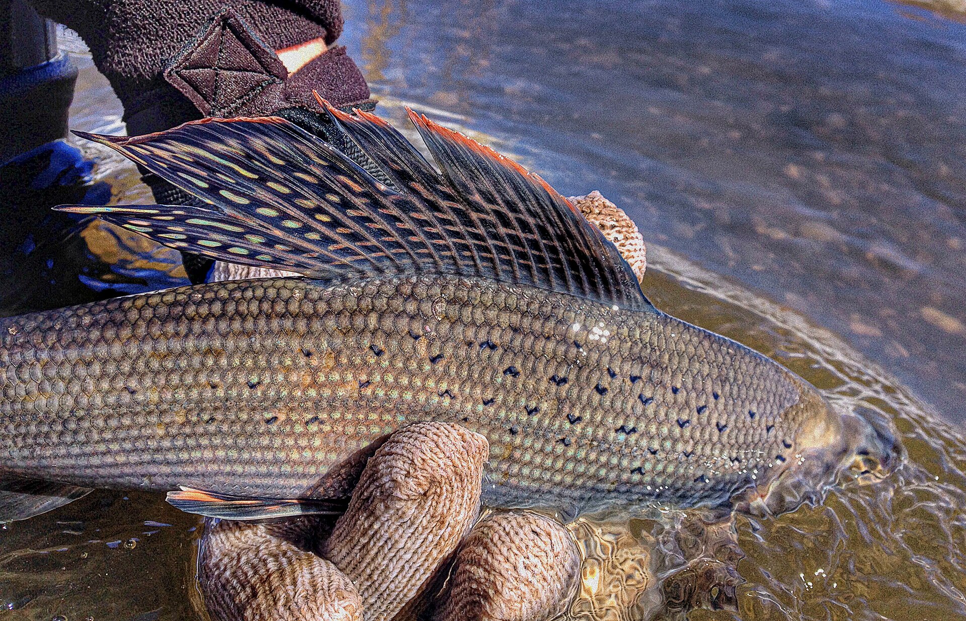 An Arctic grayling held just above the surface of a shallow river, showing an outsized sail-like dorsal fin marked with rows of iridescent spots and edged in orange, large scales, and scattered dark V-shaped spots on the forward flank.