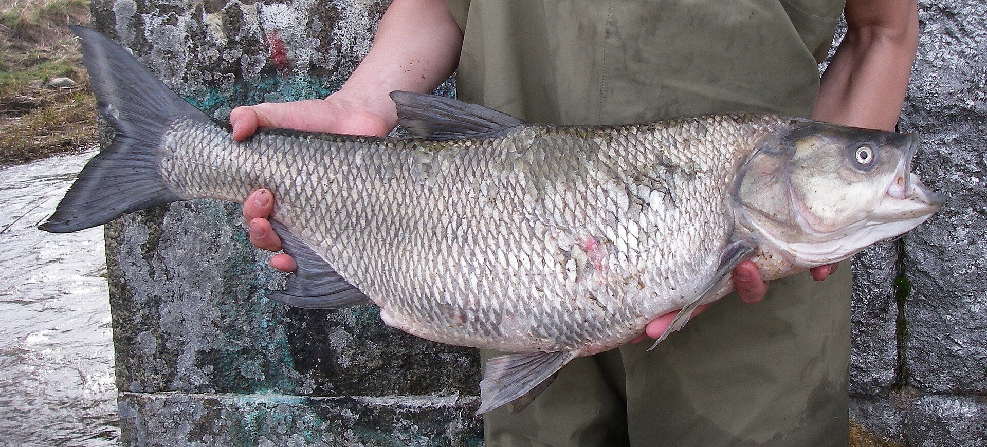 A large asp held horizontally against a stone wall, showing a long streamlined silvery body, a pointed head, and a large obliquely angled mouth in which the lower jaw projects beyond the upper.