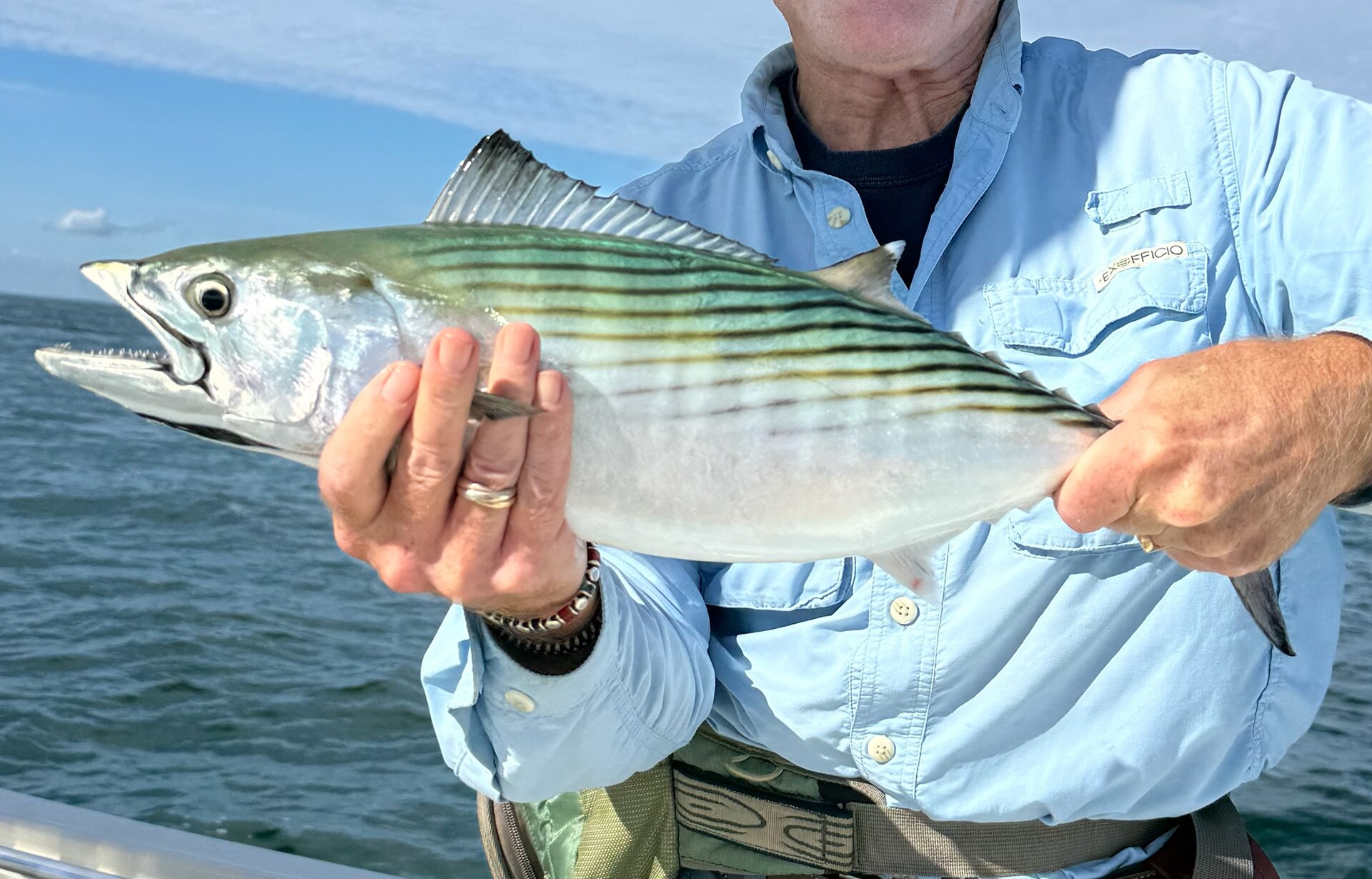 An Atlantic bonito held horizontally above the sea, showing several dark stripes running obliquely down and forward across the green-blue back and onto the upper flank, a pointed head, and conspicuous teeth in the open jaw.