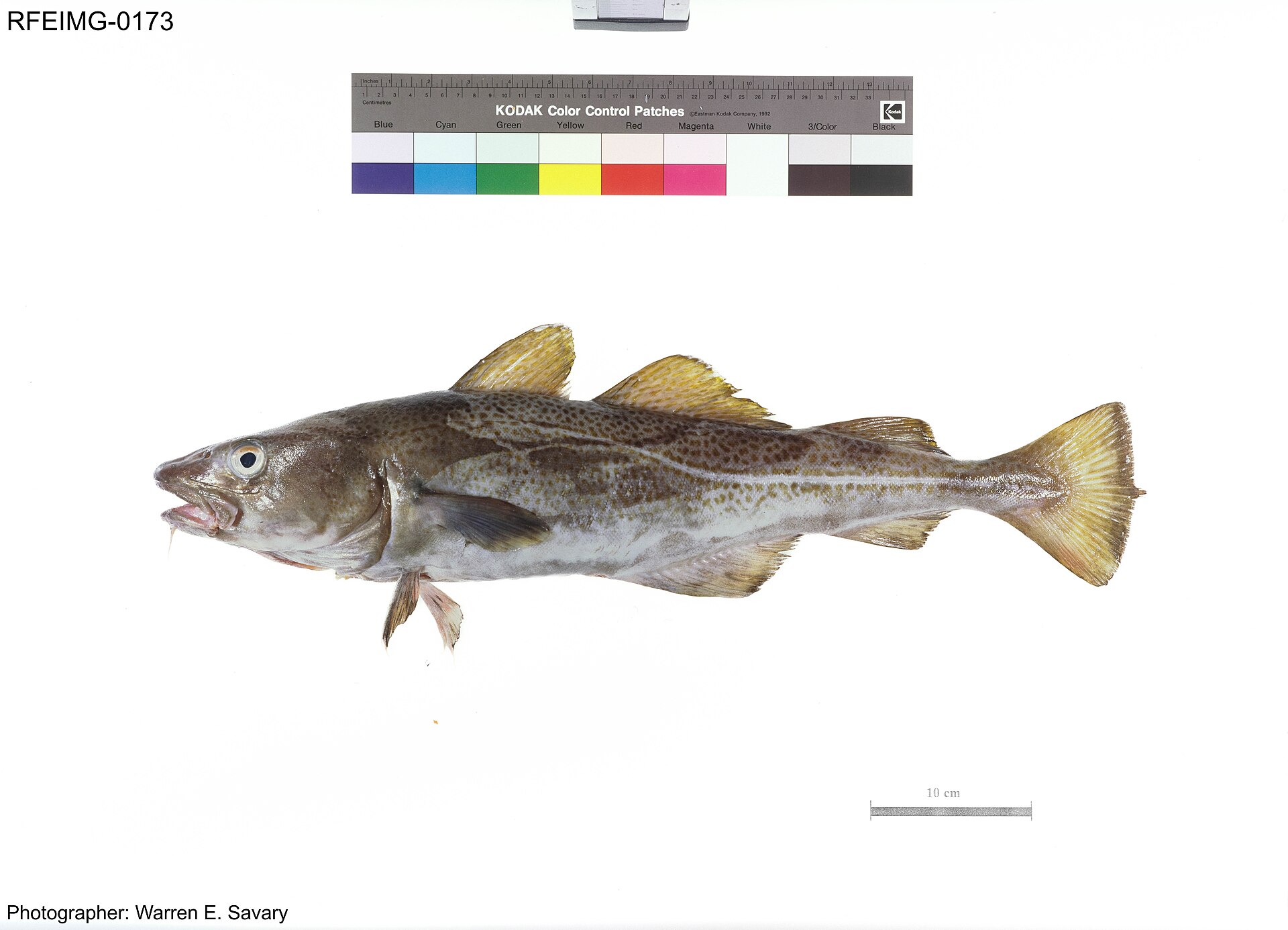 A museum voucher photograph of an Atlantic cod with a colour calibration chart and scale bar, showing three dorsal fins, two anal fins, the chin barbel and the pale curving lateral line.