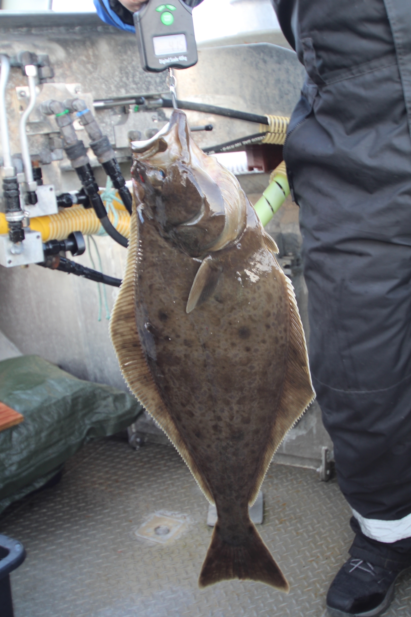 An Atlantic halibut hung head-up from a digital scale aboard a boat, whole and undamaged, showing a long ovate dark brown body about a third as deep as it is long, a lateral line arching strongly over the pectoral fin, a large mouth reaching back beneath the eye, and a concave crescent-shaped tail.