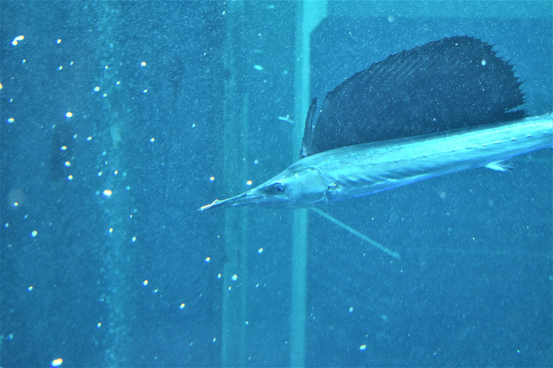 An Atlantic sailfish in an aquarium with its enormous sail-like dorsal fin fully raised, taller than the body is deep, and a long rounded bill extending from the snout.