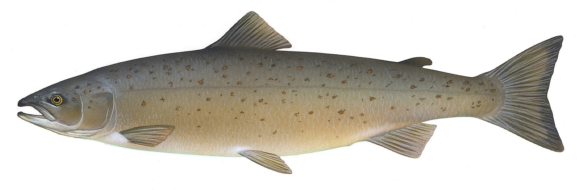 A scientific illustration of an Atlantic salmon on a plain background, showing the slim caudal wrist, adipose fin and sparse dark spotting above the lateral line.