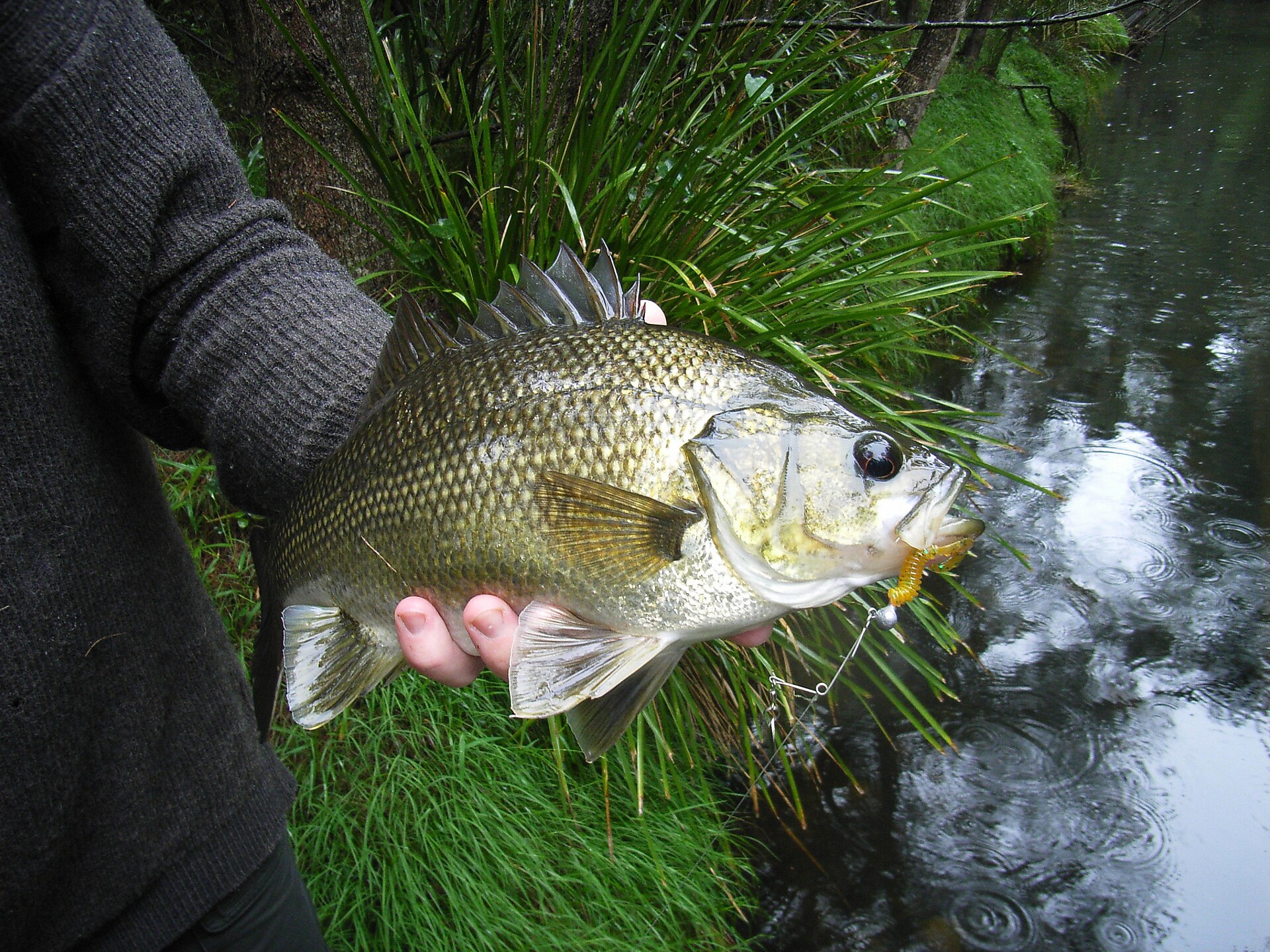 An Australian bass held horizontally beside a small stream in the rain, showing a deep compressed olive-gold body, a tall spiny dorsal fin, rounded lower fins and a straight head profile above a dark eye.