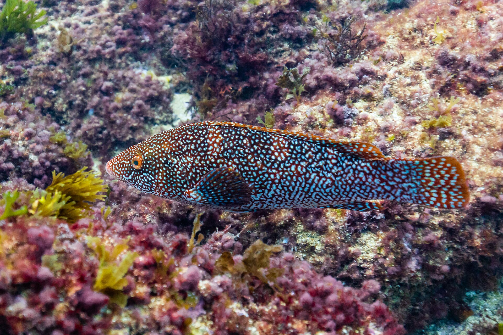 A ballan wrasse in full side view over a reef, the whole fish including the rounded tail in frame, showing thick lips, heavy scales each with a pale centre and a long spiny dorsal fin.