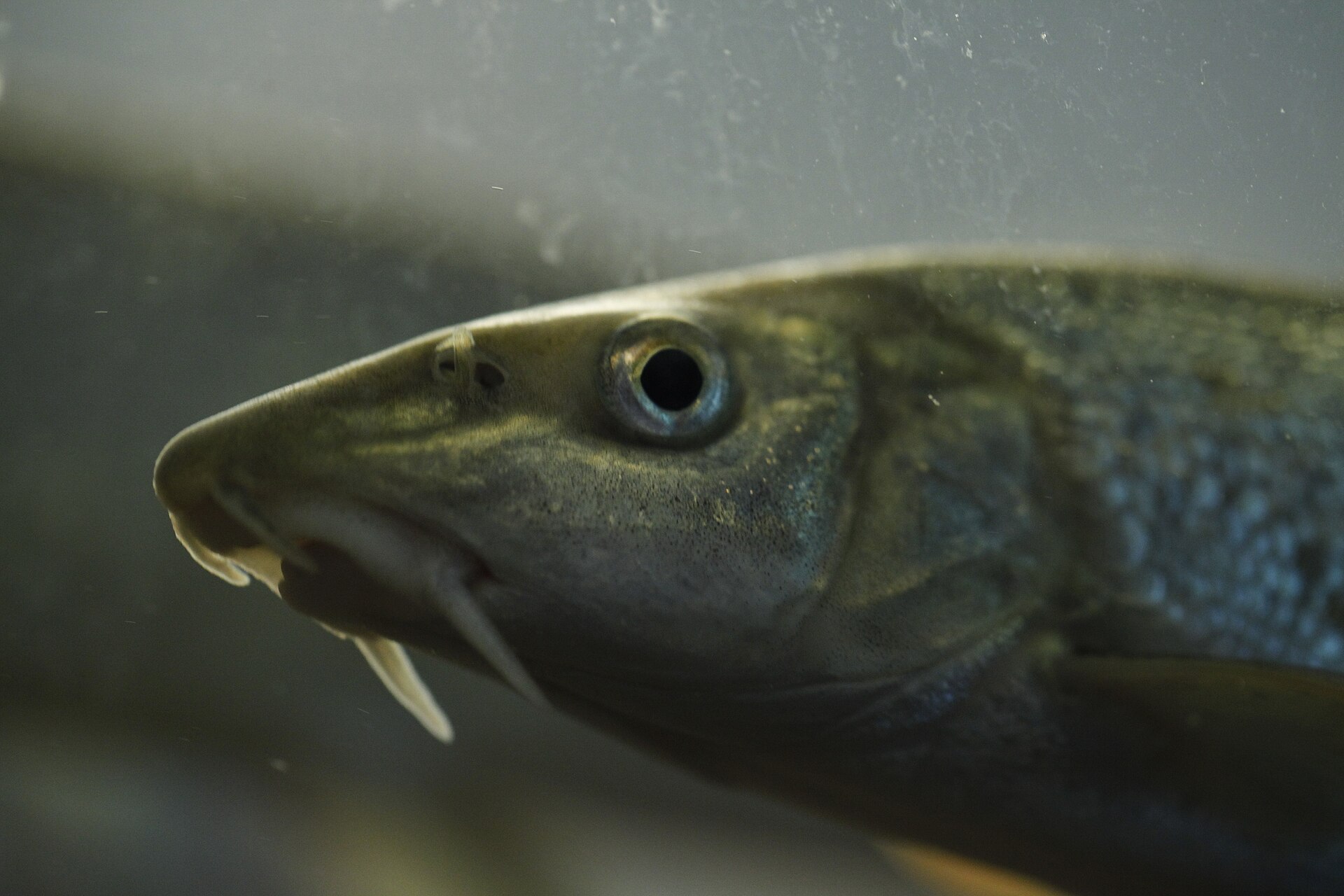 A close head study of a barbel, showing the four barbels around an underslung mouth and the pointed snout.