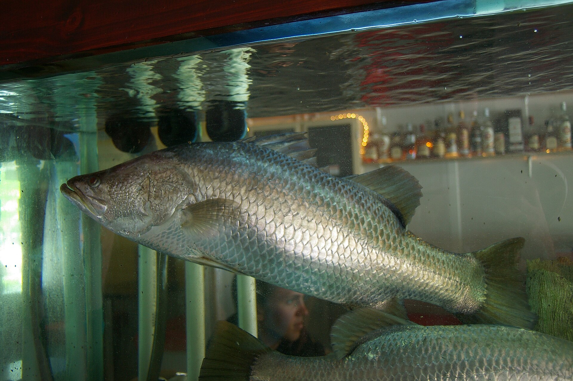 A barramundi in full side view behind aquarium glass, showing a dished concave head profile, a pointed snout, large silver scales and a rounded tail.