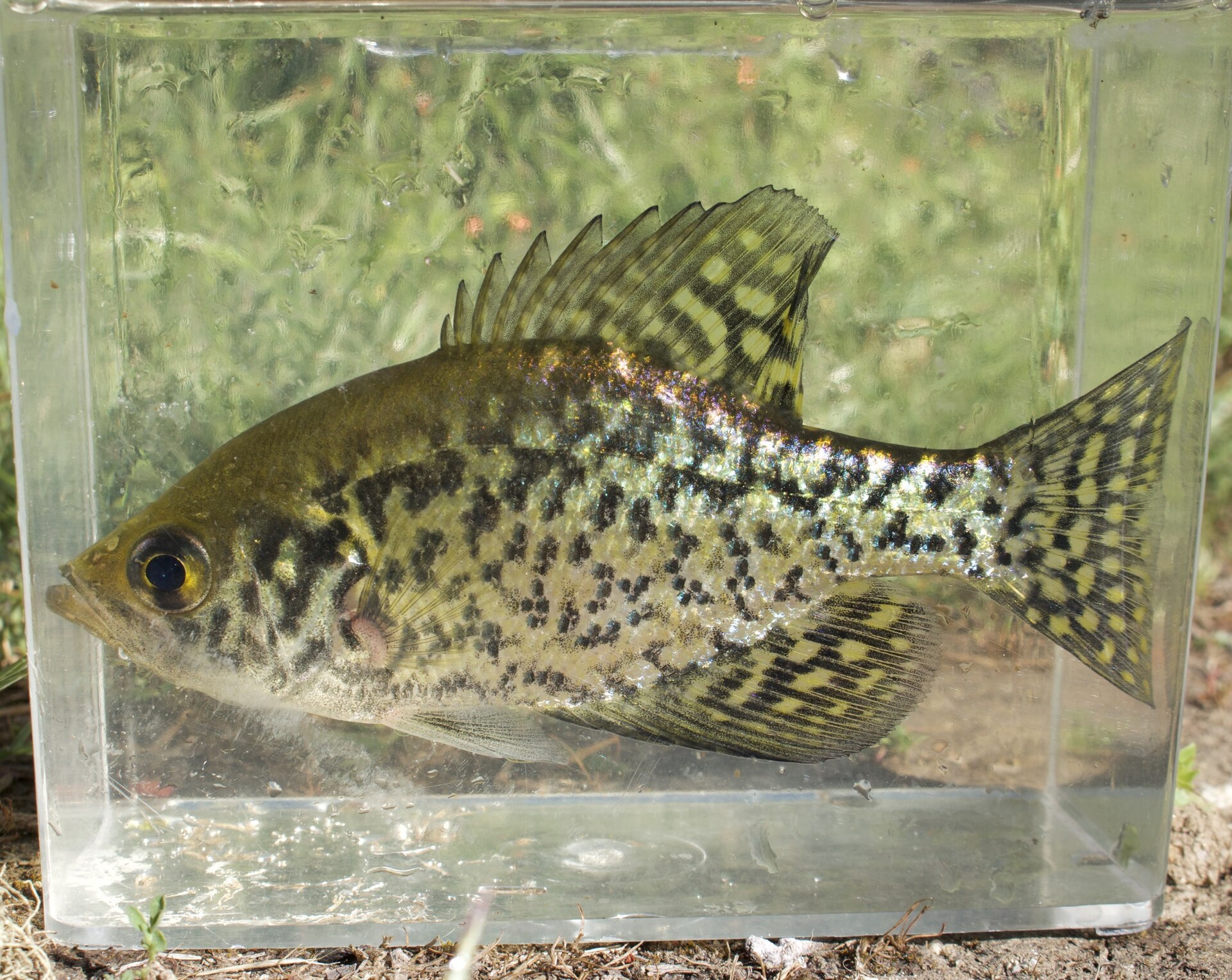 A black crappie in a clear photographic tank in full side view, showing a deep body with irregular dark blotches scattered over silver-green, a large upturned mouth and a dorsal fin set well back.