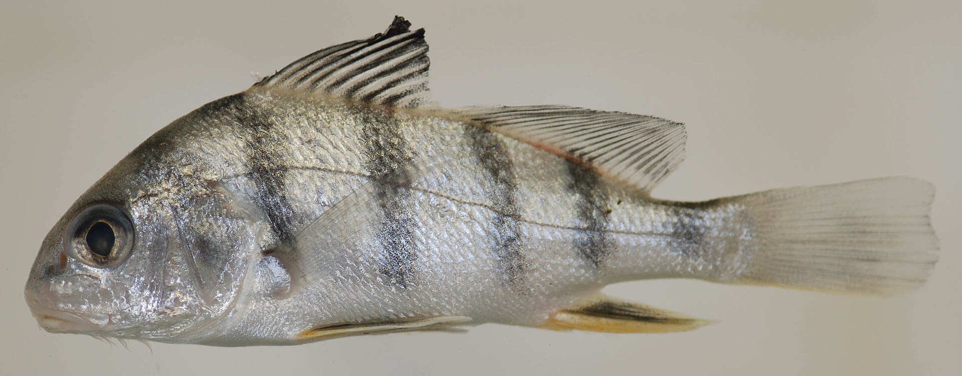 A juvenile black drum photographed in lateral view on a plain background, showing a deep high-backed silver body crossed by four or five broad dark vertical bars, and a row of short barbels beneath the chin.