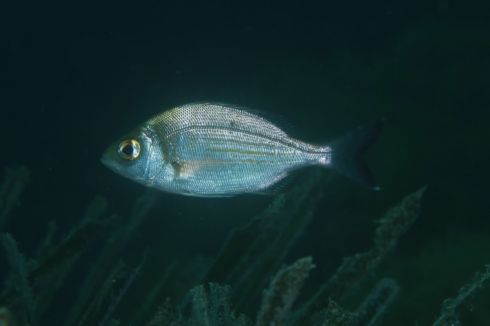 A black seabream in full side view against dark water off Provence, its body a deep compressed oval, a single long dorsal fin running most of the back with the spiny front section joined without a notch to the soft rear section, faint golden lines running lengthwise along silver flanks, a small mouth and a gold-ringed eye.