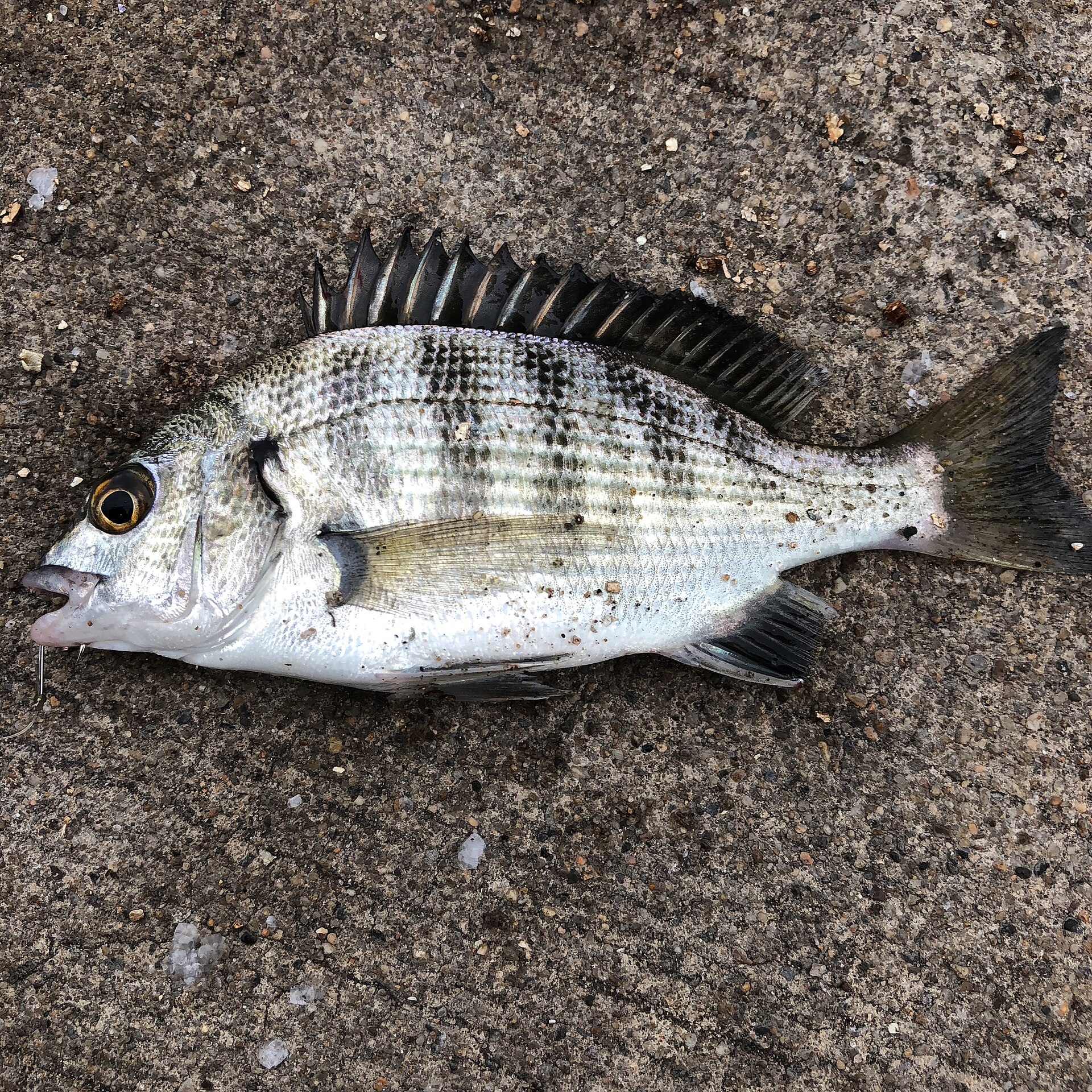 A blackhead seabream lying on concrete, showing a deep silvery body with faint darker vertical banding, a long spiny first dorsal fin raised along the back, dusky grey pelvic and anal fins, and a dark eye ringed with gold.