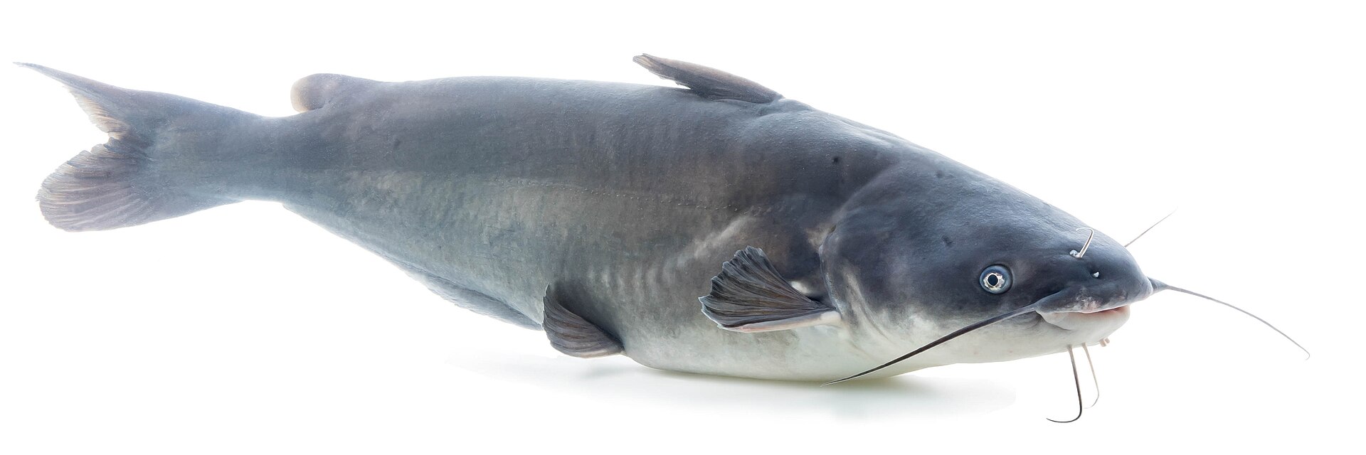 A blue catfish photographed against a plain white background in left profile, showing a deeply forked tail, a long anal fin with a straight lower margin, an unspotted blue-grey back shading to a white belly, and four pairs of barbels around a broad flattened head.