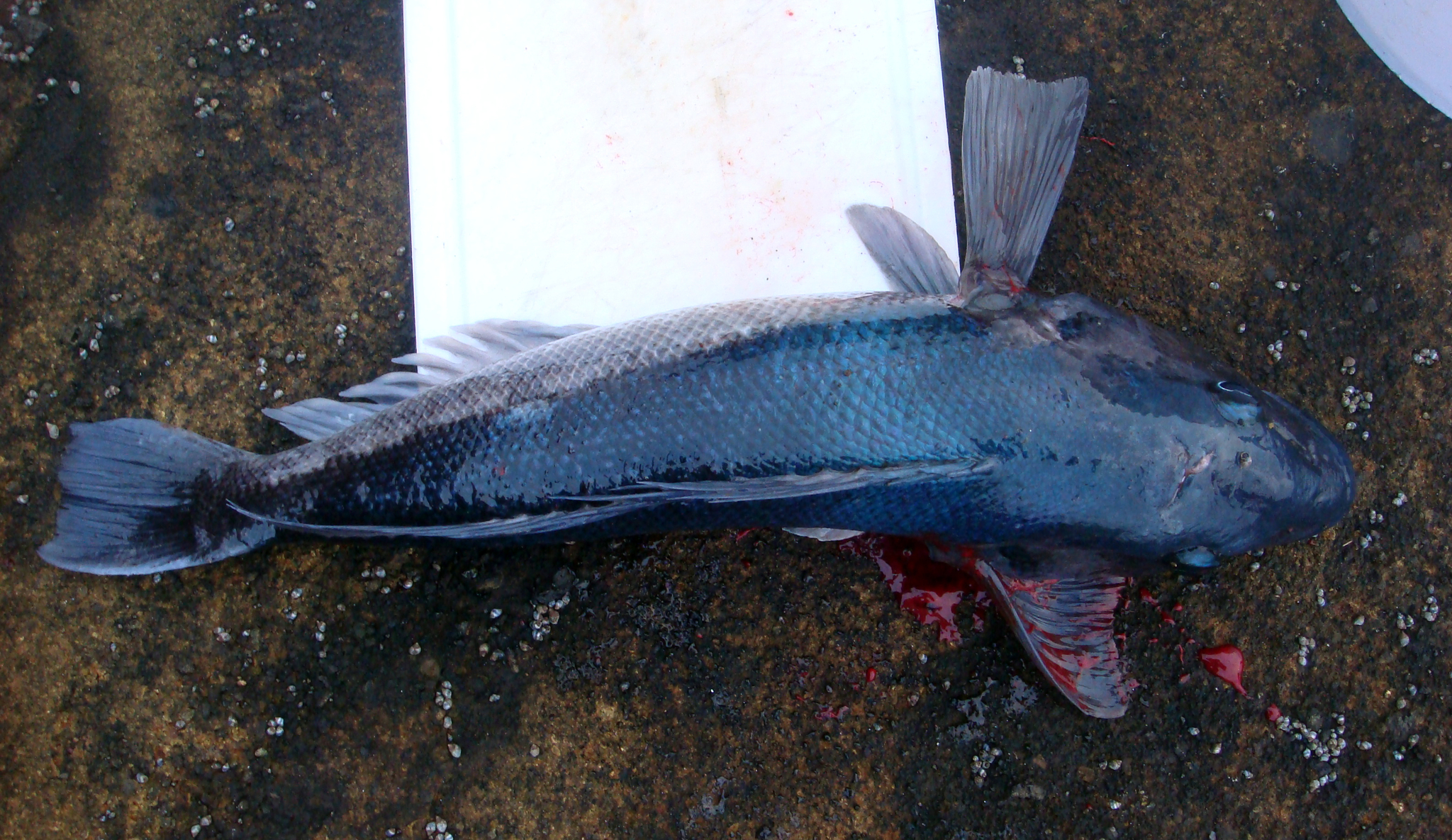 A blue cod laid out on wet rock in the Chatham Islands, seen from the side along its whole length, with a blunt rounded head carrying thick lips and a large mouth, eyes set conspicuously high on the head, a single long-based dorsal fin running the length of the back, a squarely truncate tail, and a blue-grey back over paler underparts.