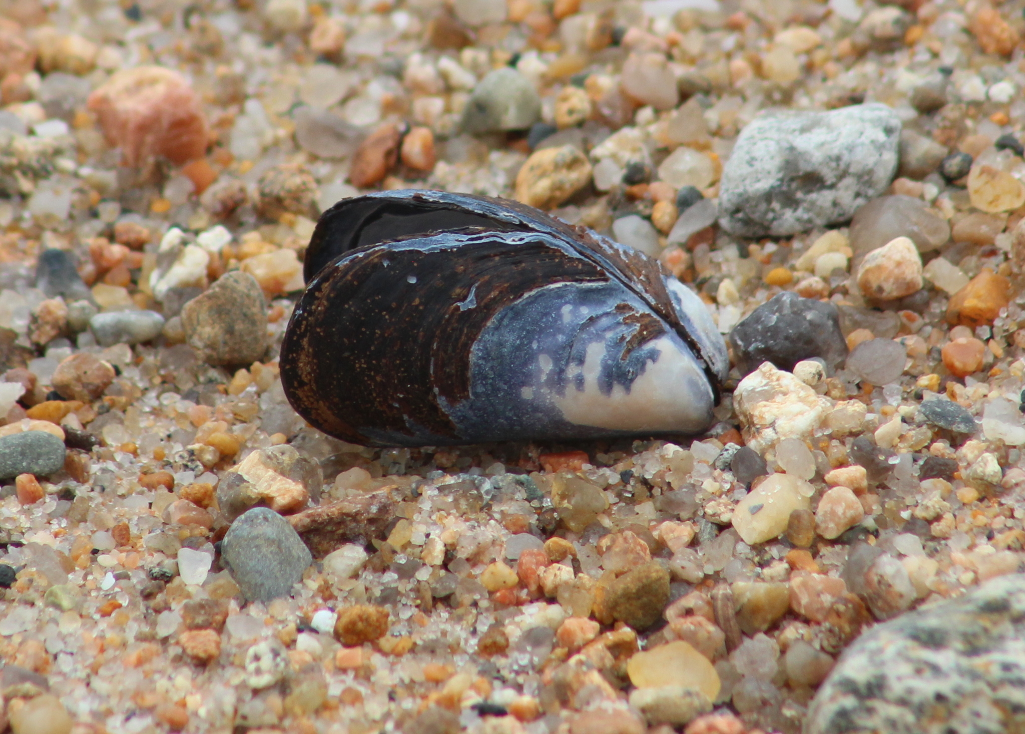 A single blue mussel shell lying on coarse shell sand in Rhode Island, wedge or teardrop shaped with the hinge at the narrow pointed end, the outer surface smooth and glossy rather than ribbed, blue-black to brown-black with a paler worn band, and a glimpse of violet-white nacre where the two valves gape.