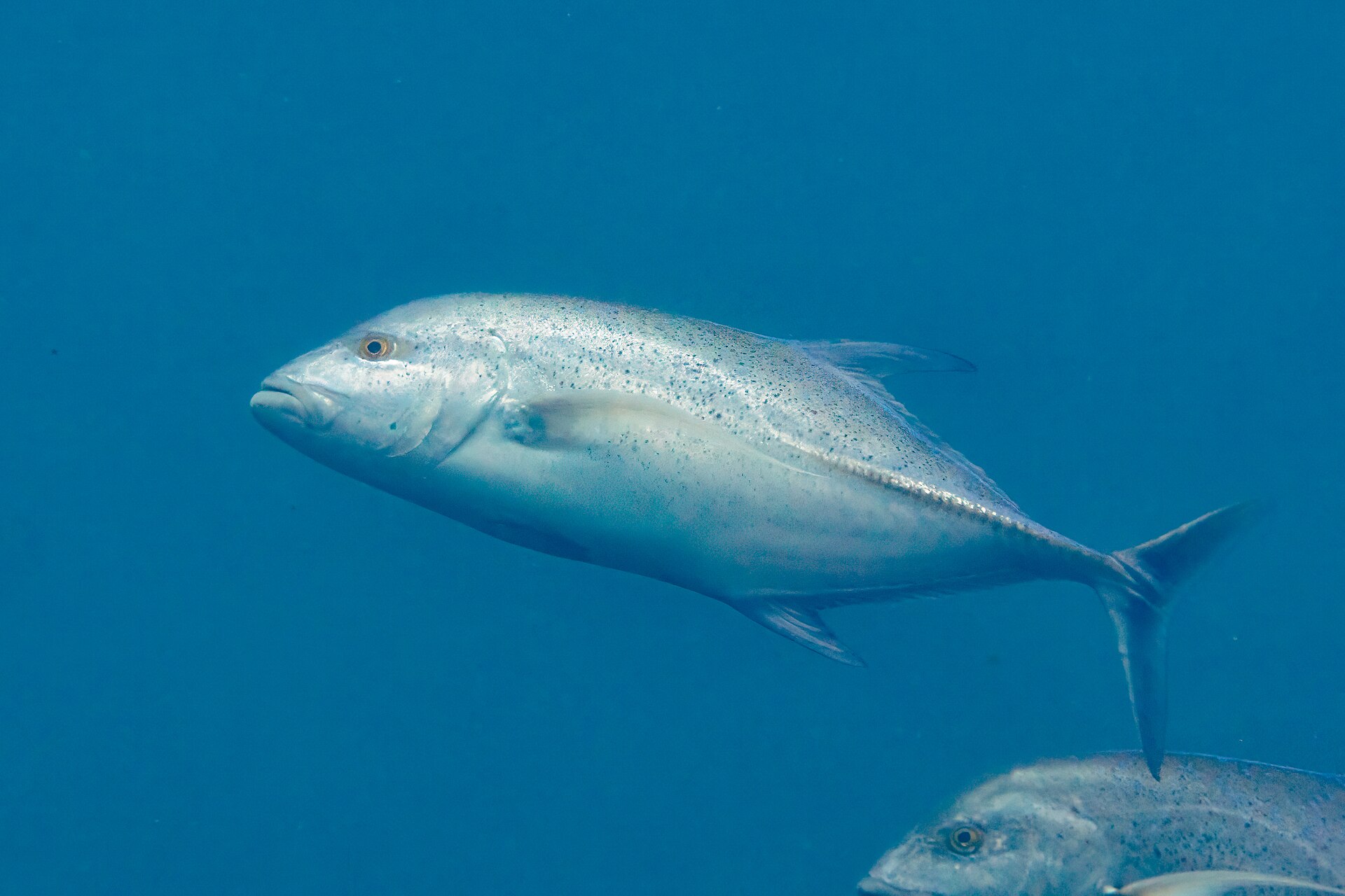 A bluefin trevally photographed underwater in blue water, showing a silvery body scattered with small dark blue spots on the upper flank, blue-tinted fins, a deeply forked tail and a row of hardened scutes along the rear of the lateral line.