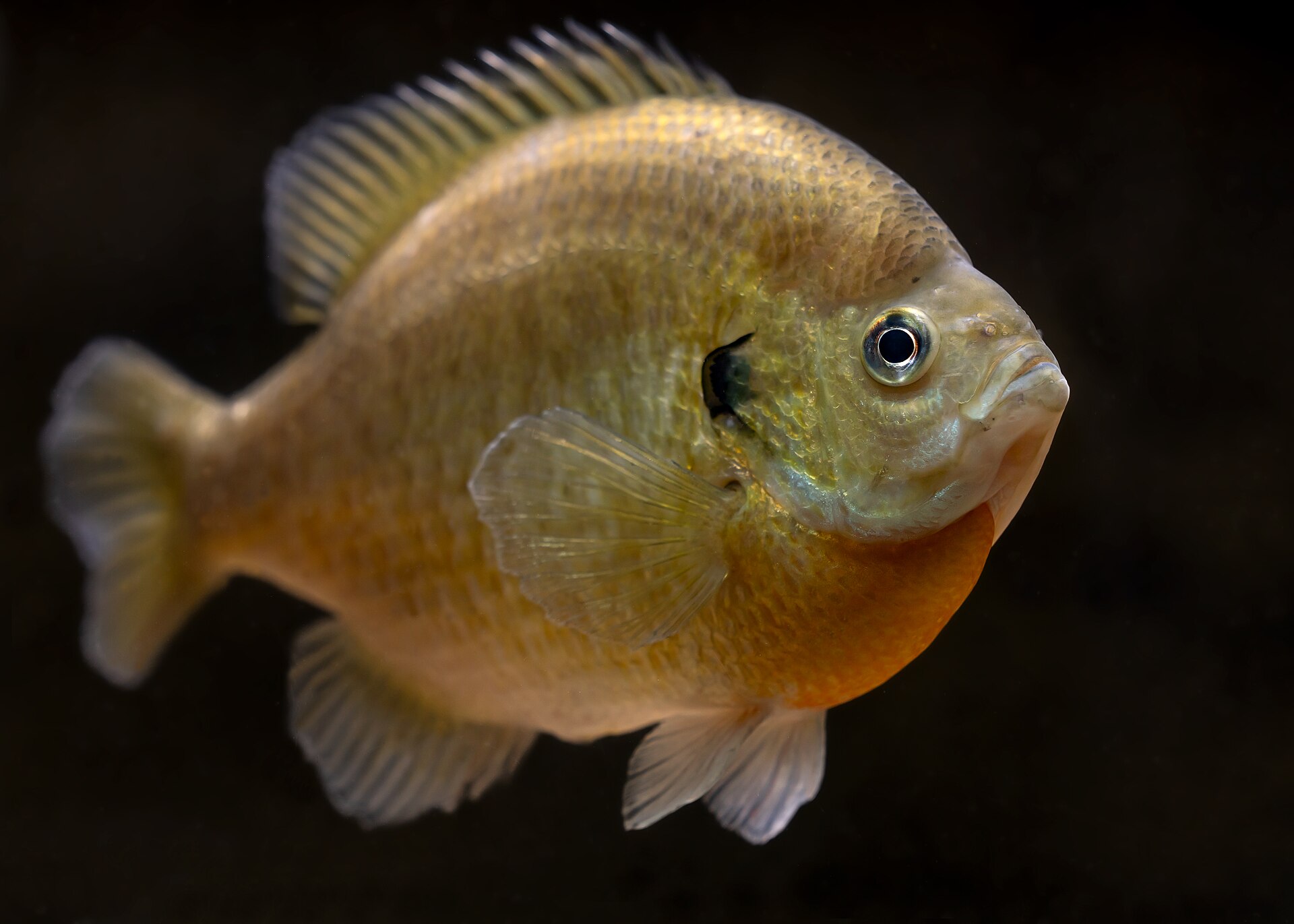 A bluegill in an aquarium, deep-bodied and laterally compressed, showing a solid dark opercular flap with no pale margin, a very small mouth, an orange breast and a long-based dorsal fin.