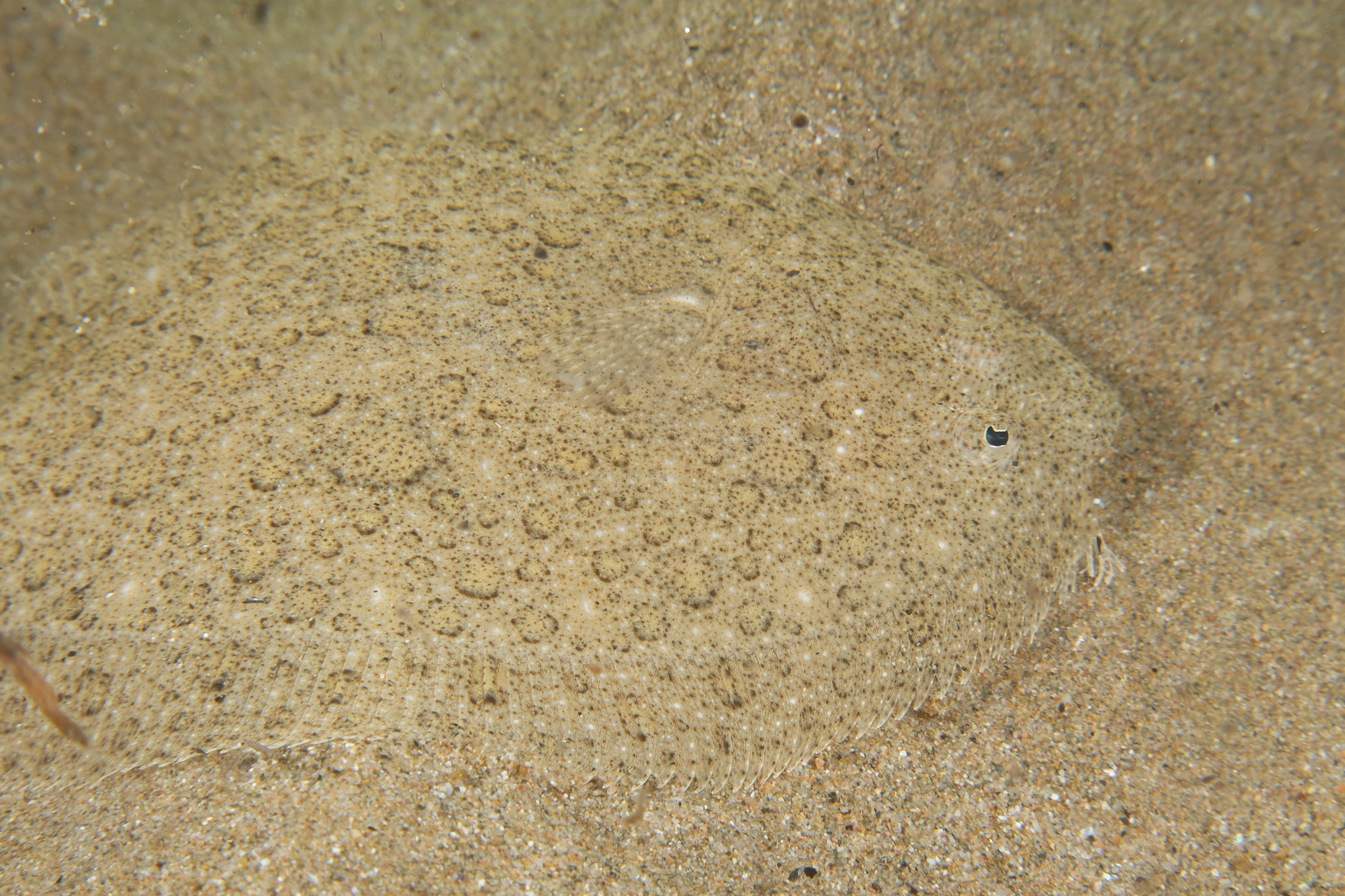 A brill lying camouflaged on clean sand off Empuriabrava, photographed from directly above so the eyed side faces the camera, the outline a clear oval noticeably longer than deep, the skin smooth and finely speckled with pale rings and carrying no bony knobs, and free fringed fin rays visible at the front of the dorsal fin beside the head.