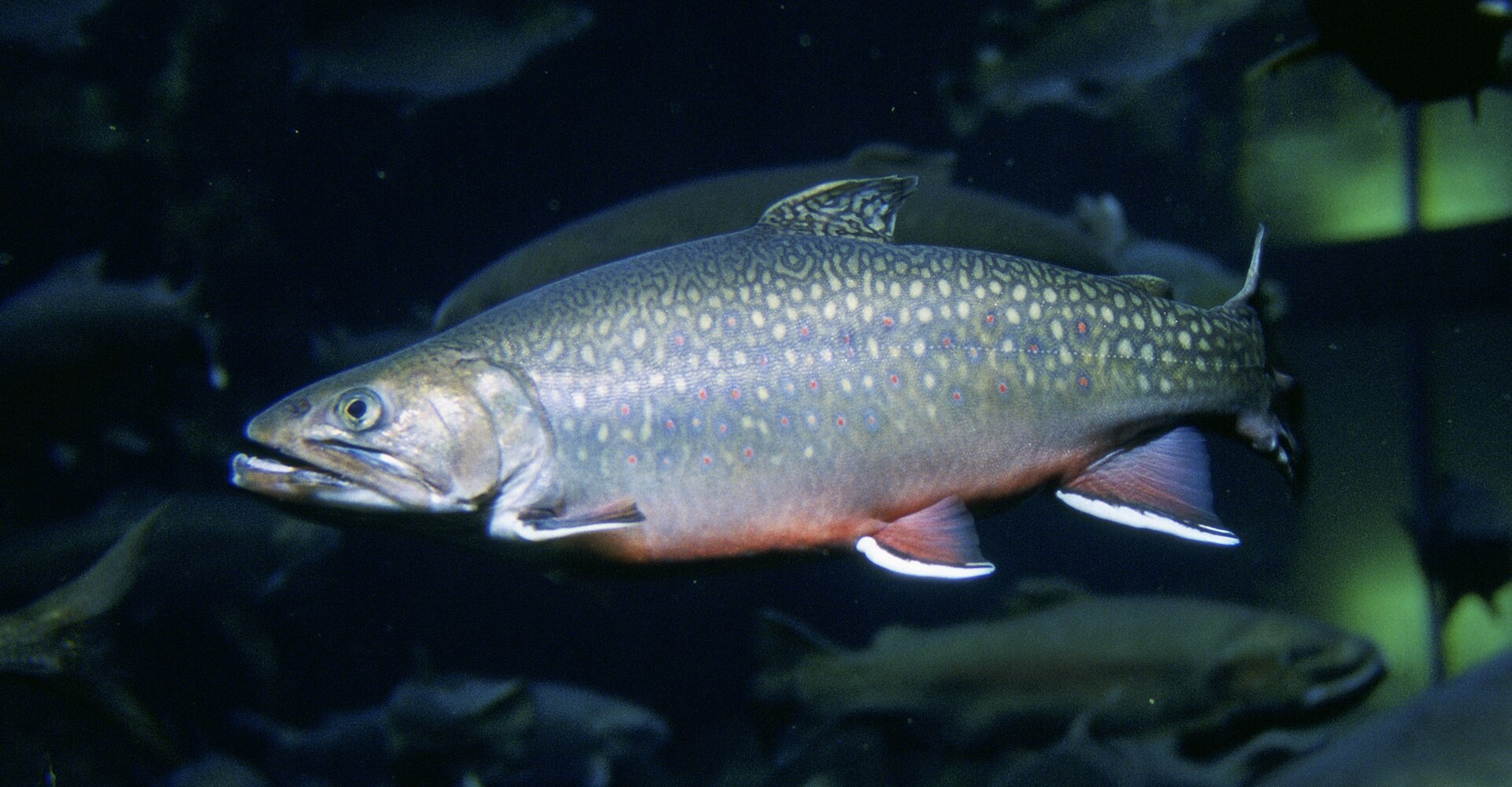 A brook trout in full side view in dark water, showing pale worm-like vermiculation over the back and dorsal fin, red spots ringed with blue on the flank, an orange belly and white leading edges backed with black on the lower fins.