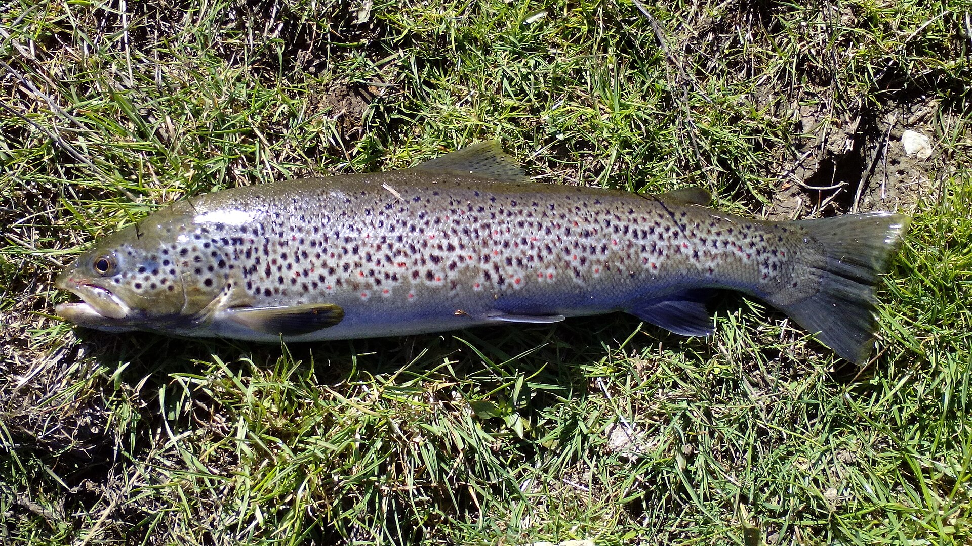 A brown trout laid on grass, showing black and red spots with pale haloes along the flank and a small adipose fin.