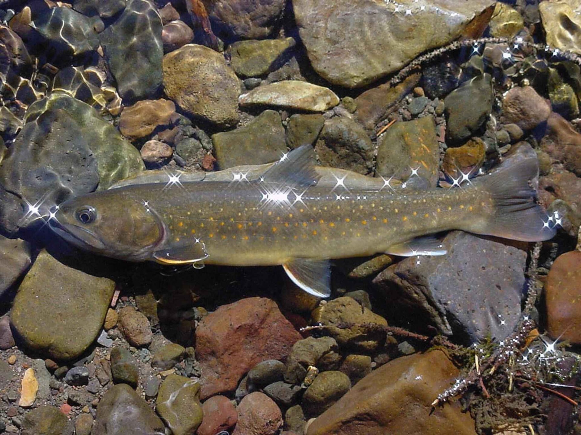 A bull trout lying in shallow clear water over rounded river cobbles, in left profile, showing an olive-grey back with no vermiculations, pale cream and orange spots along the flank, no black spots anywhere, and a plain dorsal fin.