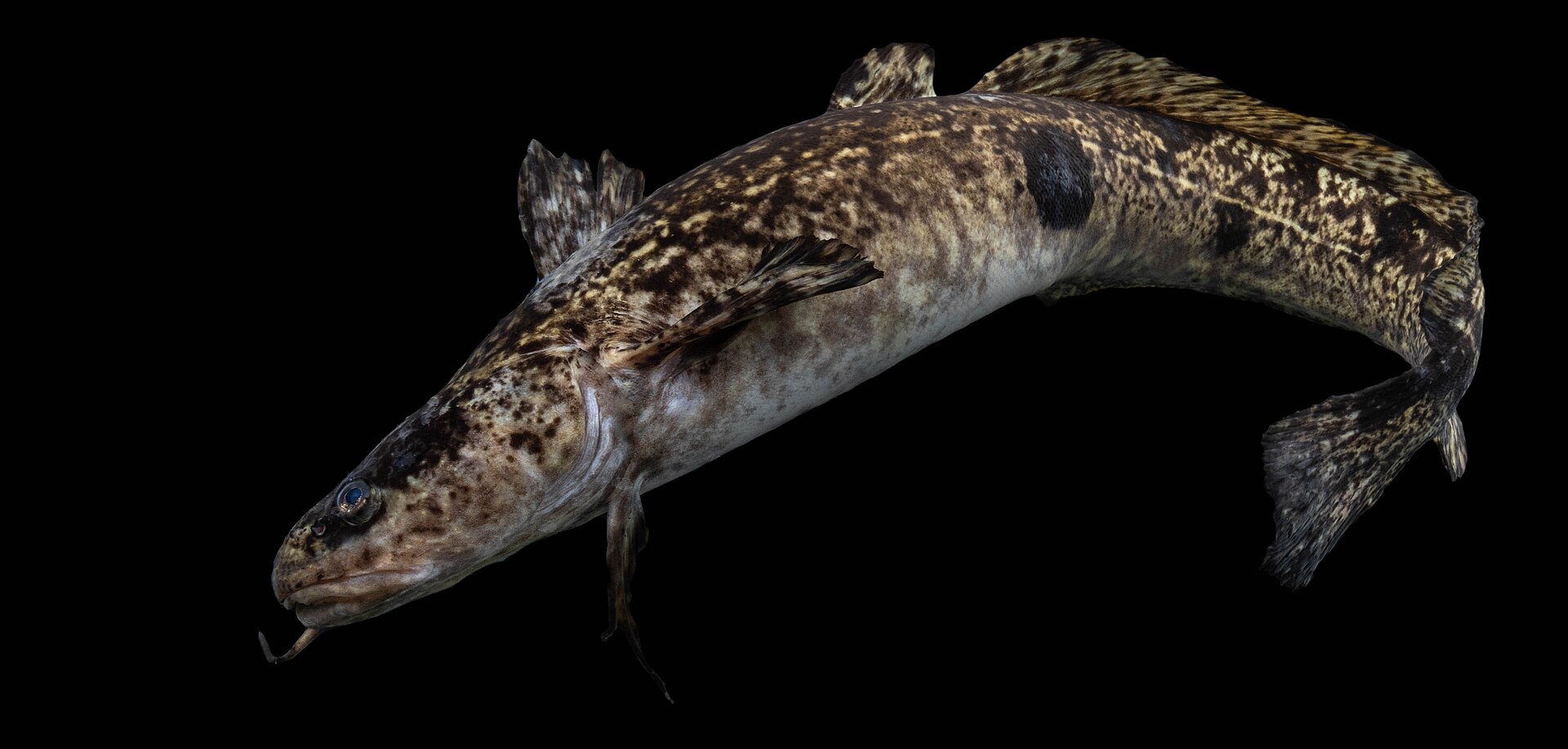 A burbot photographed in full left profile against a black background, showing a single barbel hanging from the chin, a short first dorsal fin followed by a very long second dorsal, a long anal fin, a rounded tail, and a marbled yellow-and-dark-brown body.