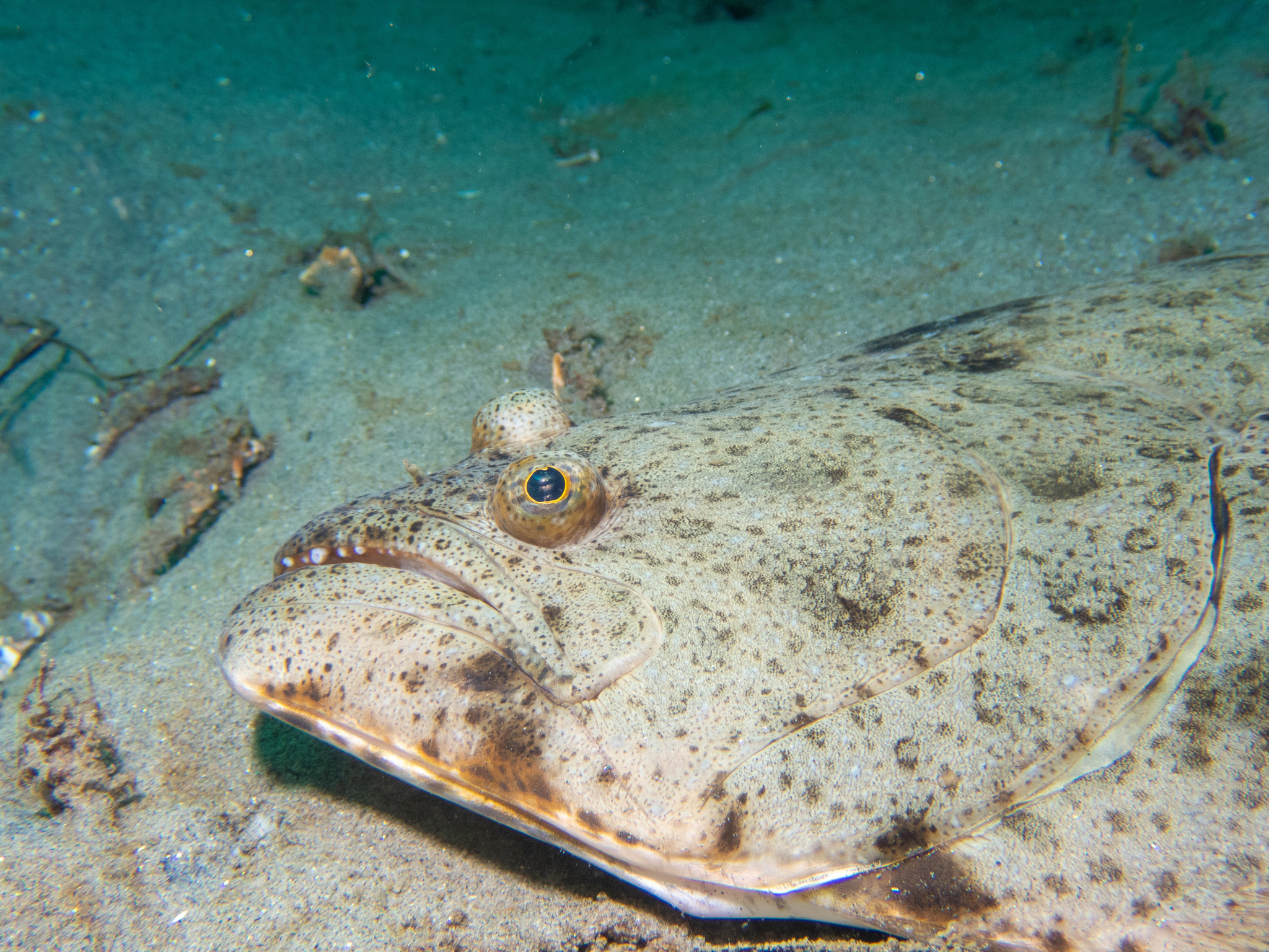 The head and shoulder of a California halibut settled on sand underwater, seen from above and in front, both eyes on the upper surface, the mottled sandy camouflage intact, and a very large oblique mouth whose jaw hinge runs back well past the rear edge of the eye with sharp teeth showing along the upper jaw.