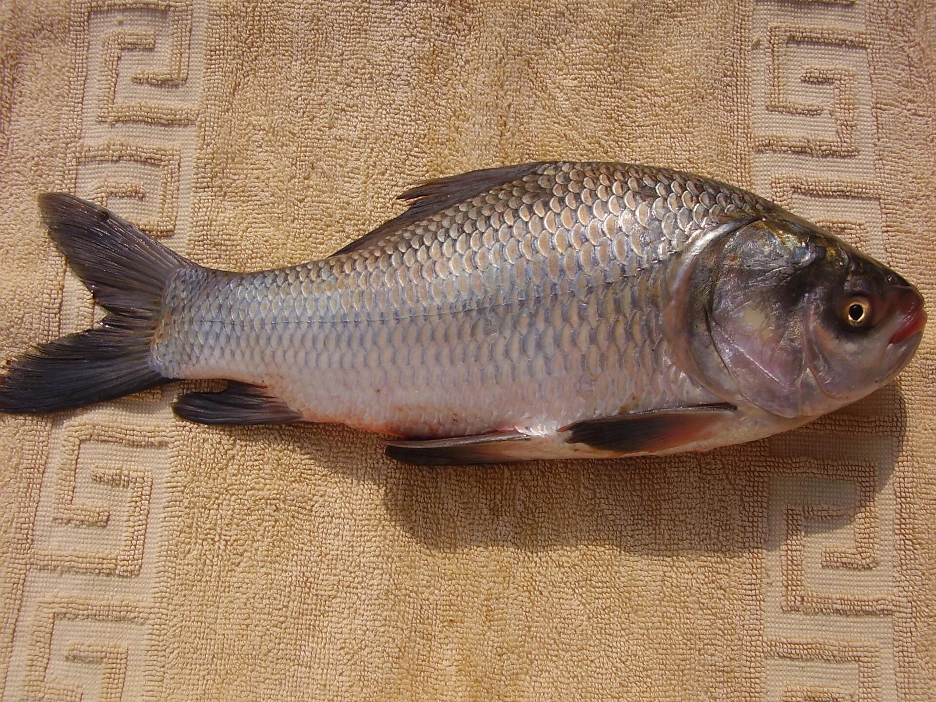 A catla laid on a patterned towel and photographed from the side, whole fish in frame, its body deep and its head close to a third of the total length, with a broad upturned mouth in which the lower jaw projects, a very large gill cover, large silvery scales and a dark grey-brown back.