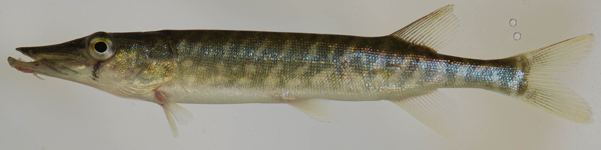 A young chain pickerel photographed in left profile against a plain pale background, showing an elongate pike-shaped body, a duckbill snout, a dark vertical bar below the eye, and a chain-link pattern of dark lines across a pale green flank.
