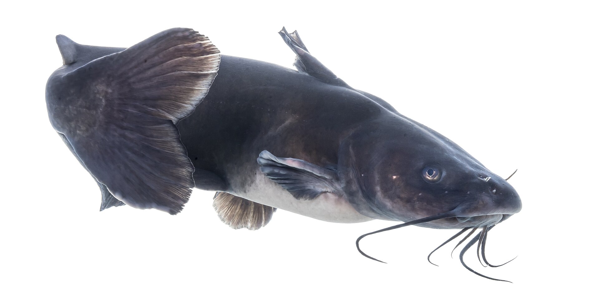 A channel catfish photographed against white, showing a deeply forked tail, four pairs of barbels around the mouth, a small adipose fin and an anal fin with a rounded free margin.