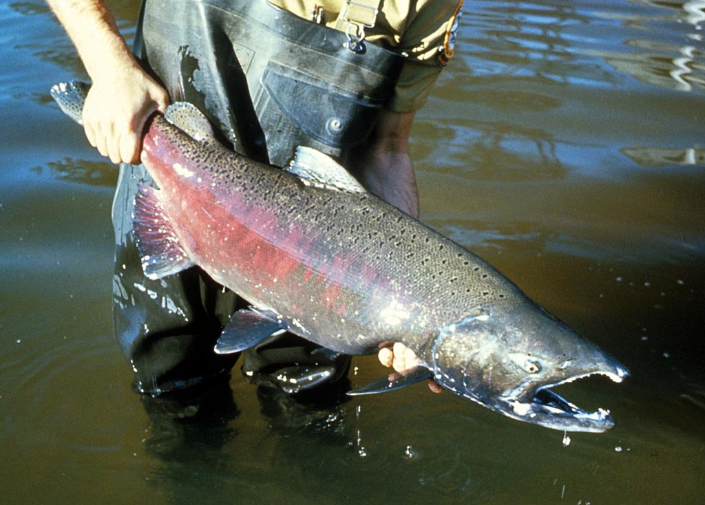 A large chinook salmon in spawning condition held horizontally above a river, showing heavy black spotting across the back and on both lobes of the tail, a dusky red flank, and an open mouth revealing a dark gum line at the base of the teeth.