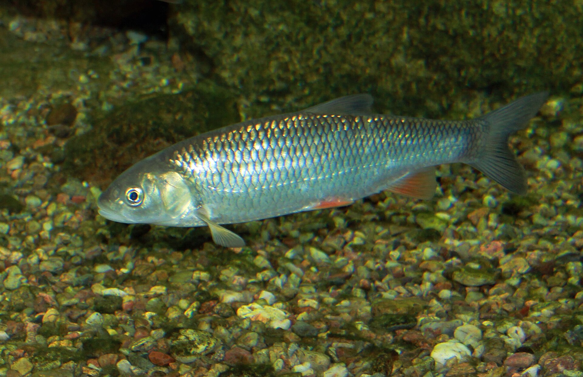 A chub over gravel, showing the blunt head, large dark-edged scales and convex anal fin.