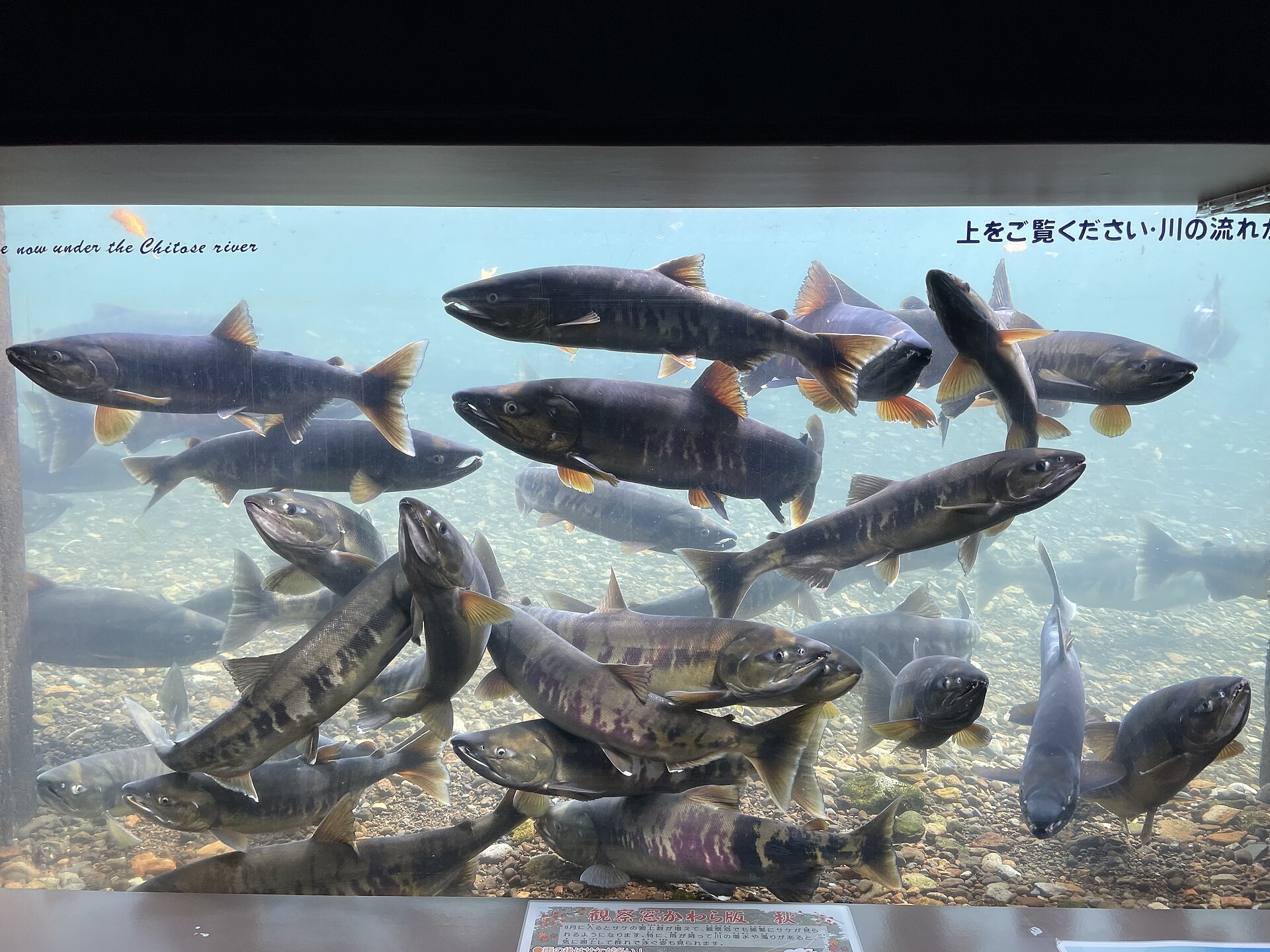 A dozen spawning chum salmon seen through a river observation window over pale gravel, dark-backed with bold purple and olive calico bars down the flanks, several with strongly hooked jaws, and no black spots anywhere on their bodies or tails.