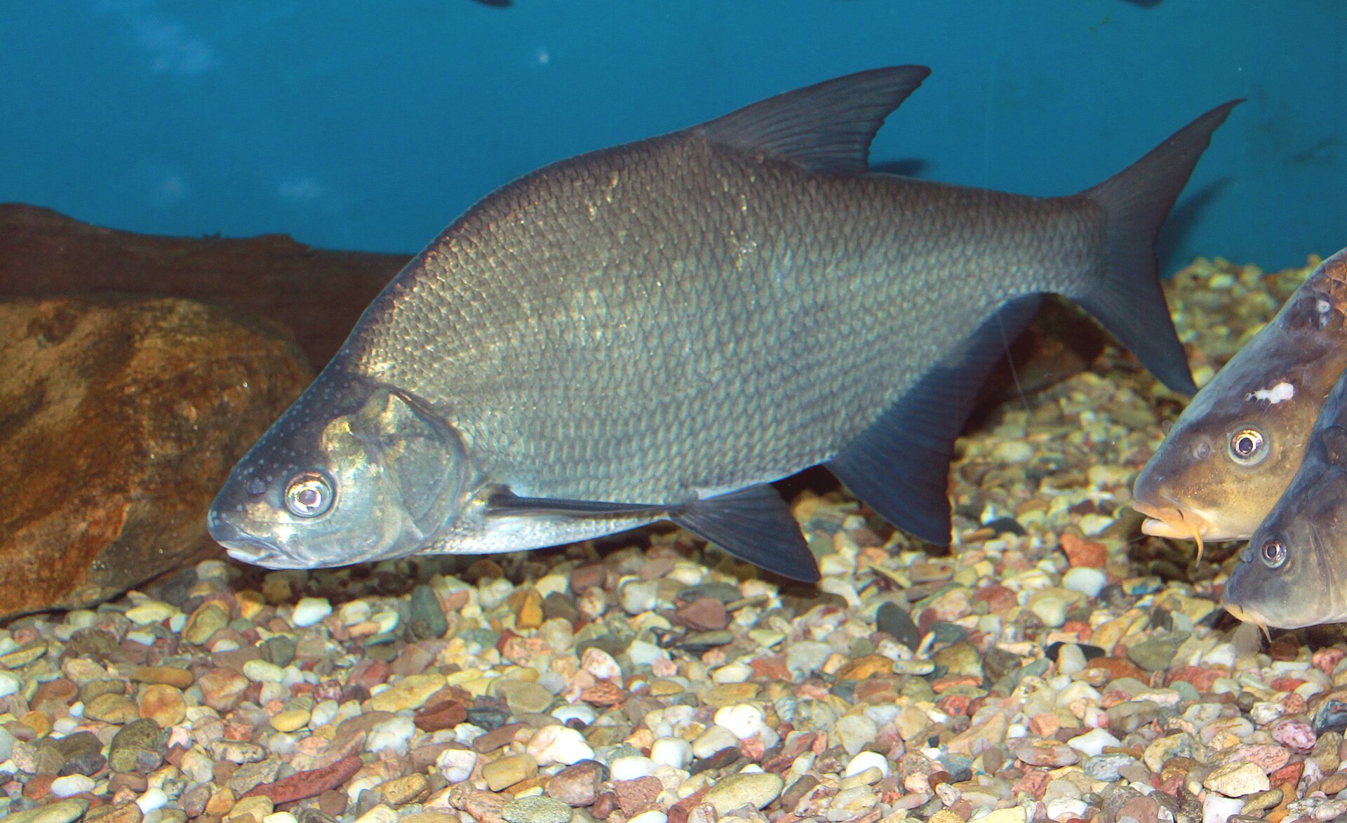 A common bream over gravel, showing the very deep laterally compressed body, small head and long anal fin.