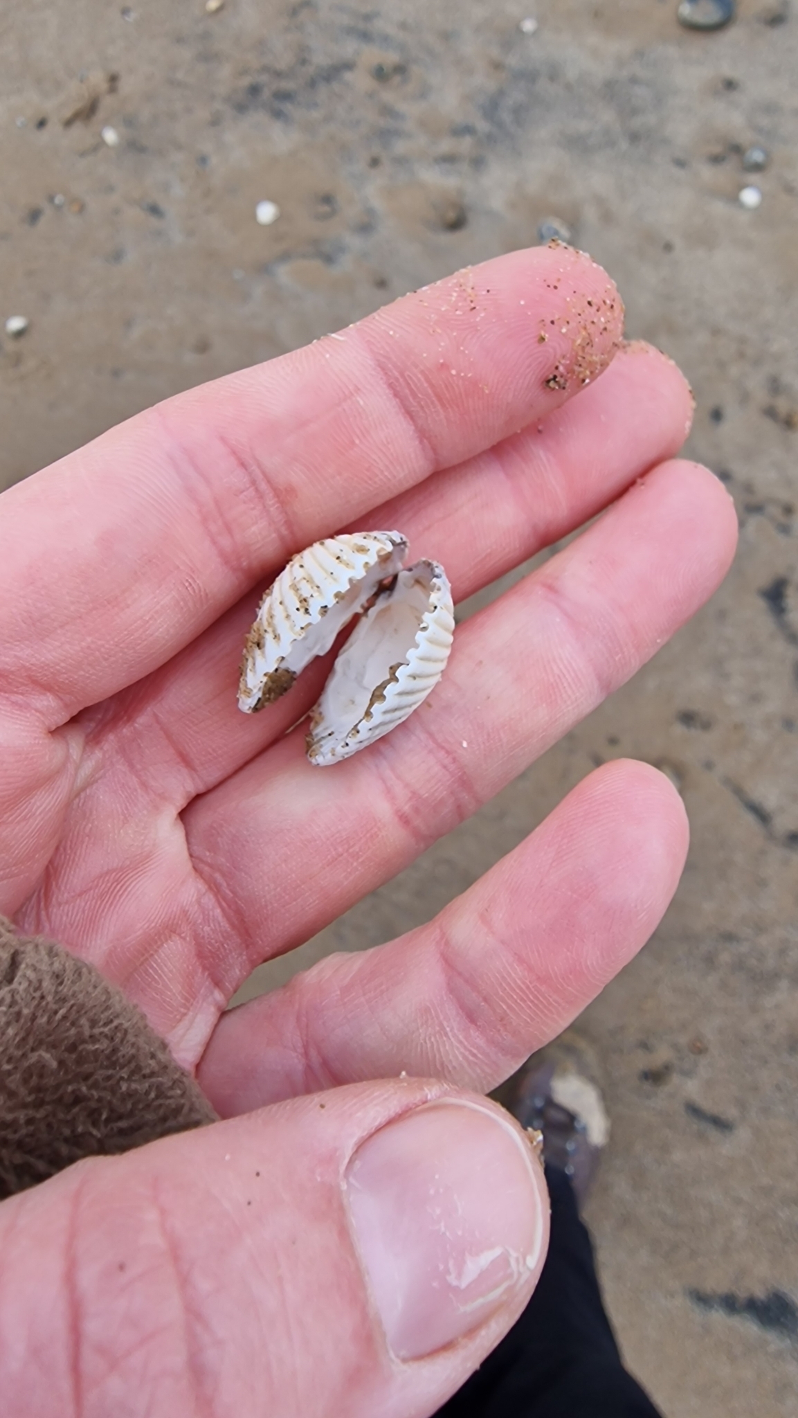 A pair of joined cockle valves held open in a bare palm on wet sand, about two centimetres across, each valve rounded and slightly heart-shaped with strong ribs radiating from the hinge to the edge, crossed by fine concentric growth lines, the rib ends raising the shell margin into a scalloped edge.