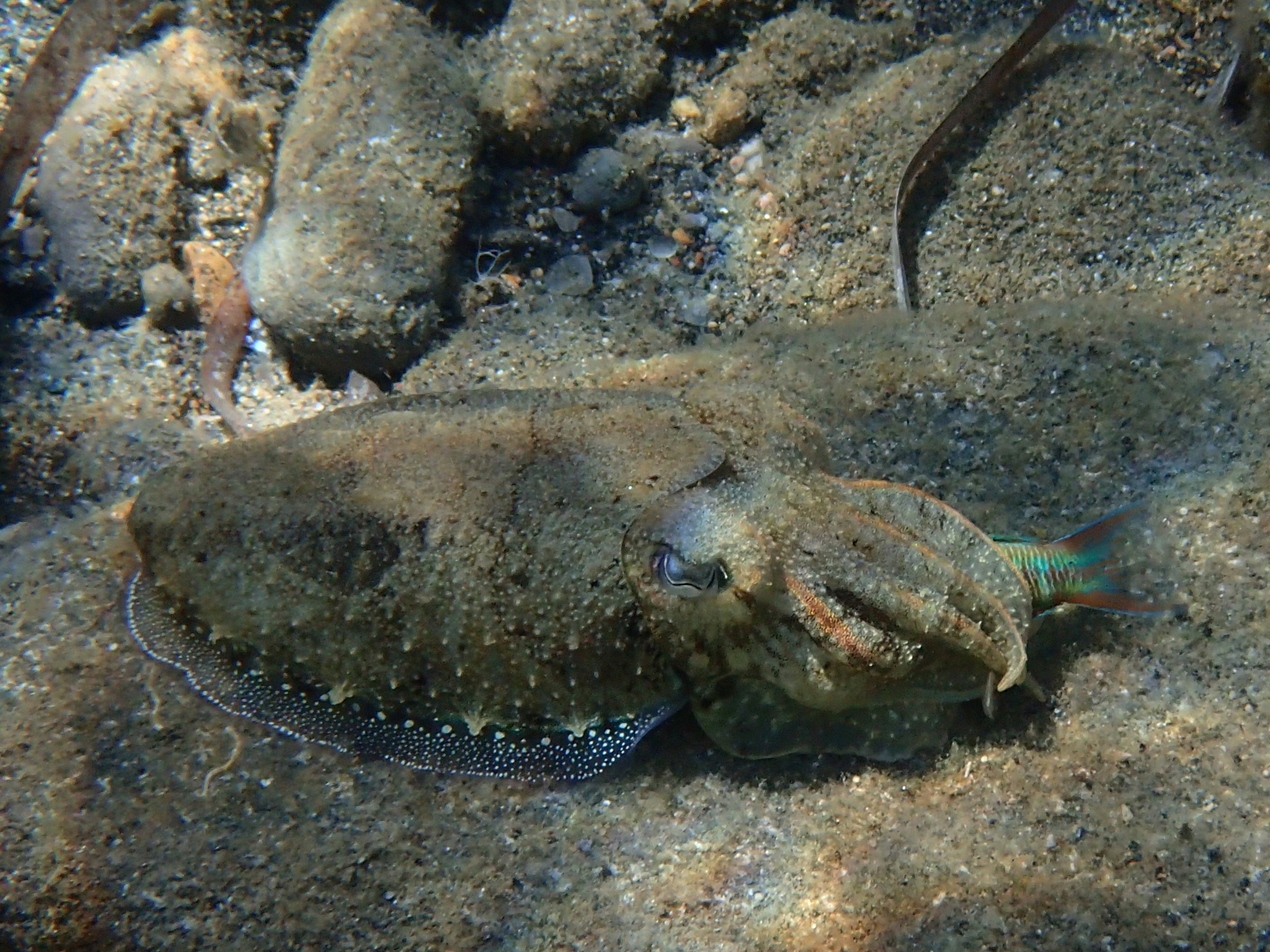 A common cuttlefish settled on coarse sand in oblique side view, its broad flattened oval mantle mottled brown to match the bottom, with a narrow unbroken fin running the whole length of the mantle edge and picked out by a line of small white spots, the eye showing a W-shaped pupil and the eight arms held together in front.