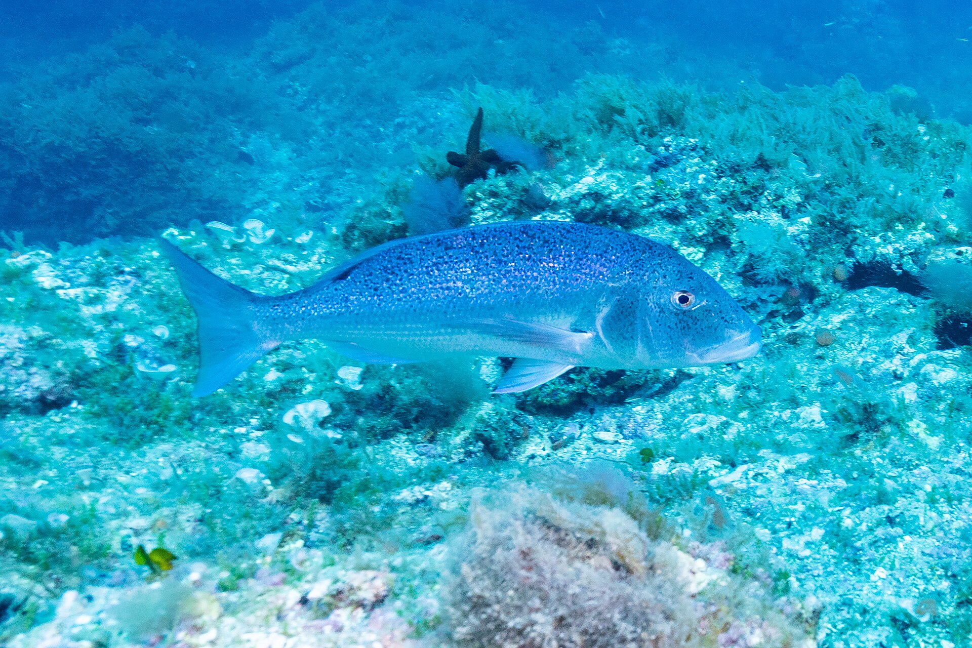 A common dentex in full side view over a Mediterranean reef, showing a deep robust body, a steep blunt head, fine dark speckling over blue-grey flanks and a forked tail with pointed lobes.