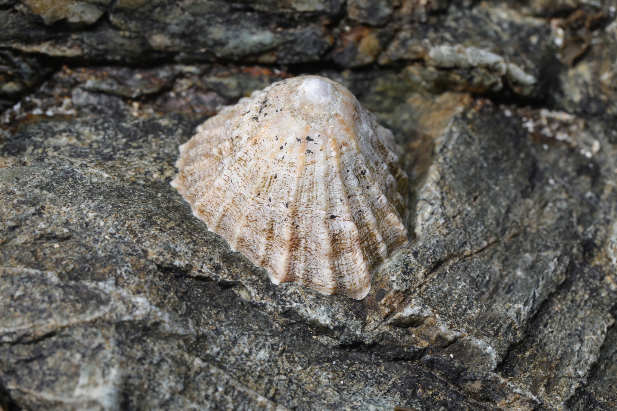 A limpet clamped to bare rock on an Anglesey shore, seen close and from above at an angle, its shell a simple cone about four centimetres across with no spiral at all, ribbed in coarse radiating ridges from a slightly off-centre apex down to a scalloped margin bedded tight against the stone.