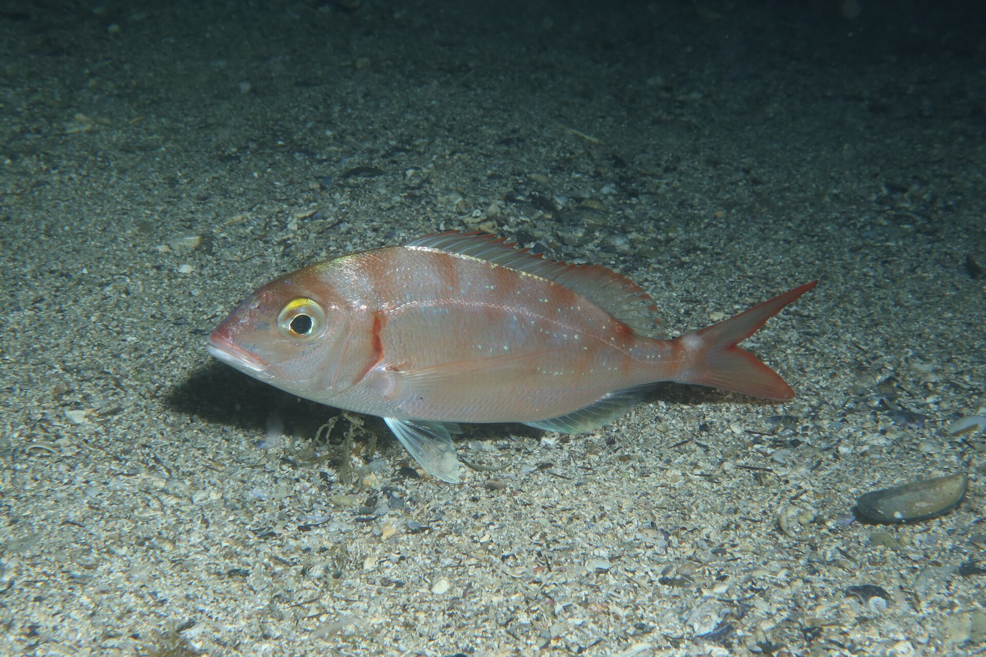 A common pandora resting on coarse shell gravel, photographed underwater in left profile, showing a pink-red body with scattered small pale blue spots along the upper flank, a yellow-ringed eye, a red mark on the upper edge of the gill cover, and no dark blotch at the shoulder.