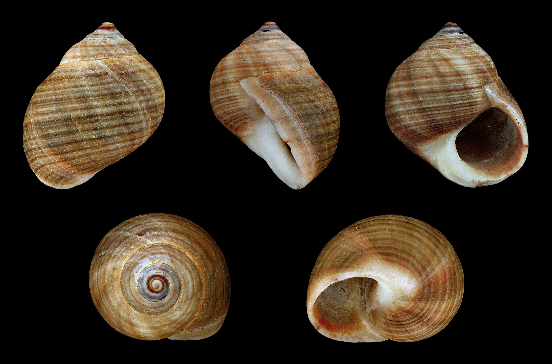 Five views of a common periwinkle shell on a black background: two profiles, an apertural view, an apical view and an oblique, showing a solid conical-ovate brown shell with fine spiral grooving and darker banding, a pointed apex, and an oval aperture with a white columella.