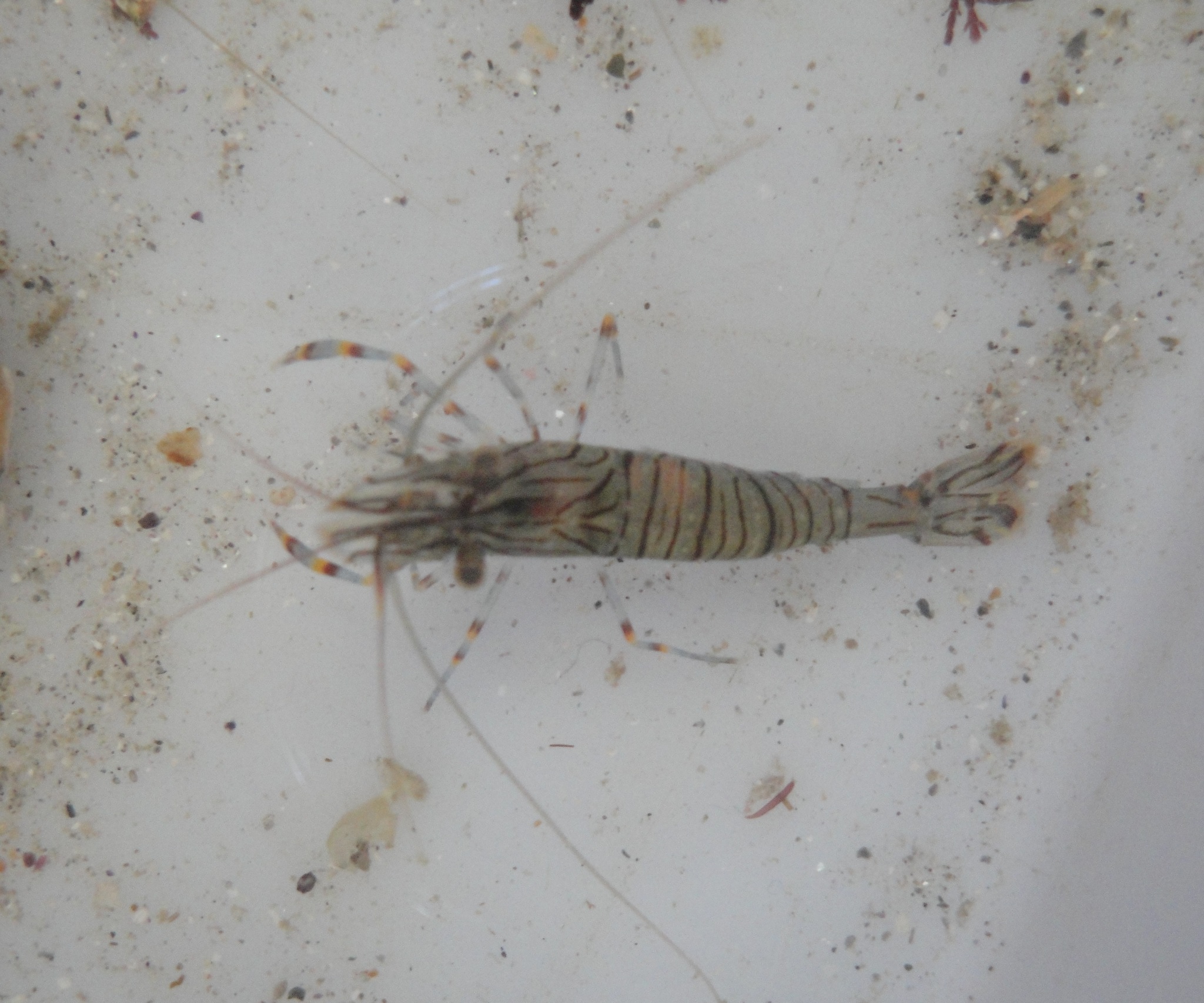 A live prawn in a white observation tray of shallow seawater, whole animal in frame against a plain pale ground, its body almost transparent and marked with fine reddish-brown longitudinal and oblique lines over the carapace and abdomen, with long banded orange-and-white antennae and slender banded walking legs.