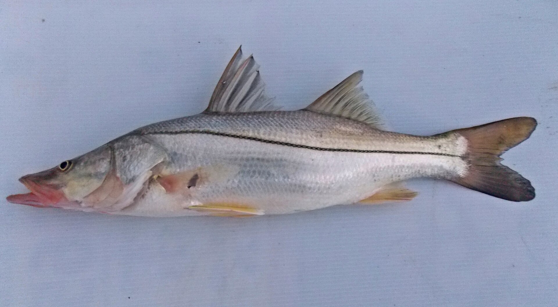 A common snook laid on a pale board in full side view, showing a heavy black lateral line running from the gill cover unbroken onto the tail, a sloping forehead, a projecting lower jaw and a yellow pelvic fin.