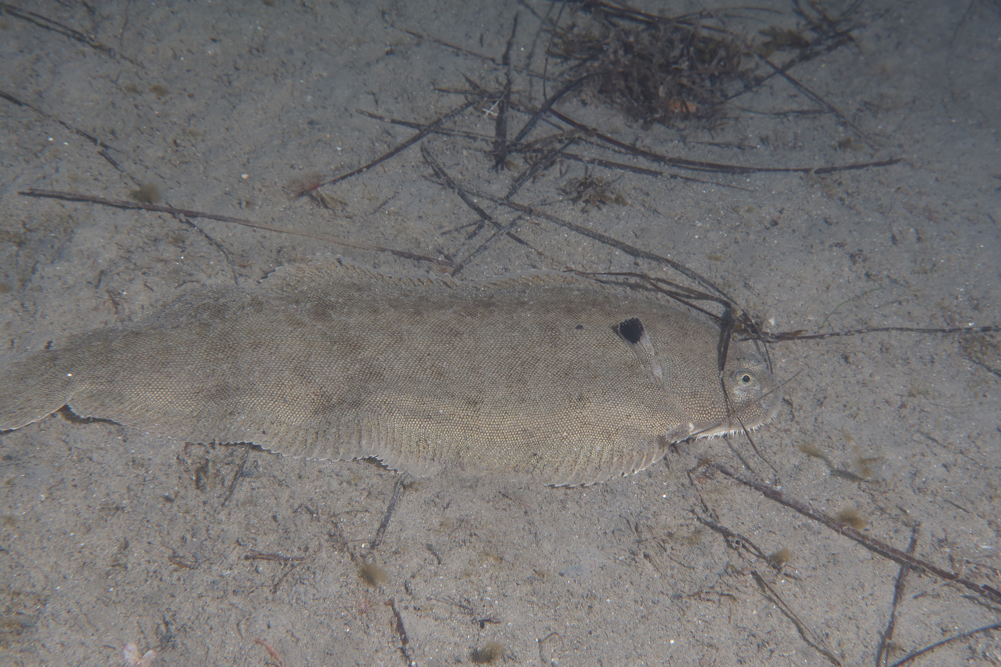 A common sole settled on sand off Marseillan, seen from above so the eyed side faces the camera, the body an elongated oval with a rounded head, two small eyes set close together on the right side, dorsal and anal fins running almost the whole body length, and a distinct dark blotch on the pectoral fin behind the head.