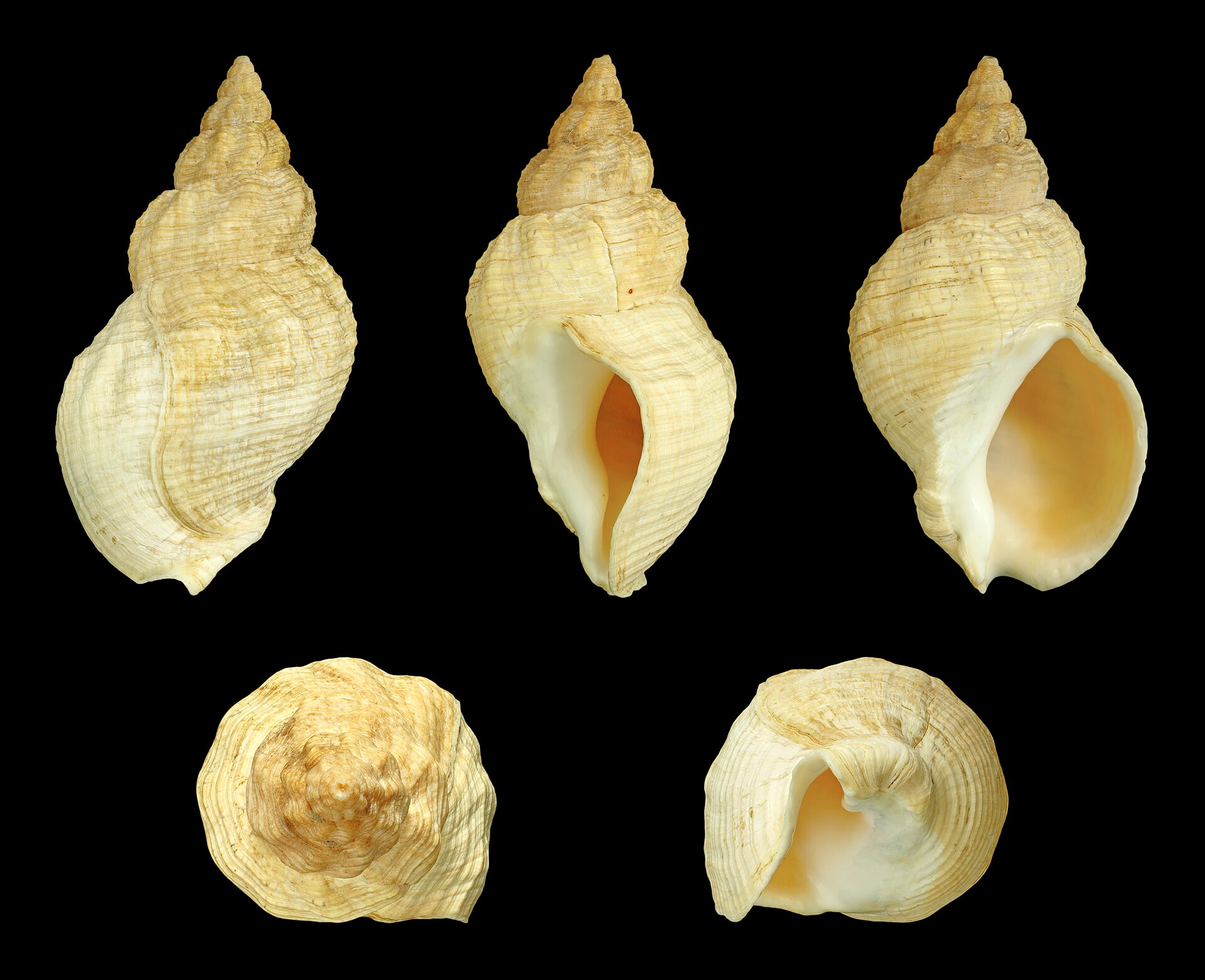 Five views of an empty common whelk shell arranged on a black background: two profiles, an apertural view, an apical view and an oblique, showing a fusiform cream shell with strong spiral cords crossed by broad axial folds, a large oval aperture with an orange interior, and a short notched siphonal canal.