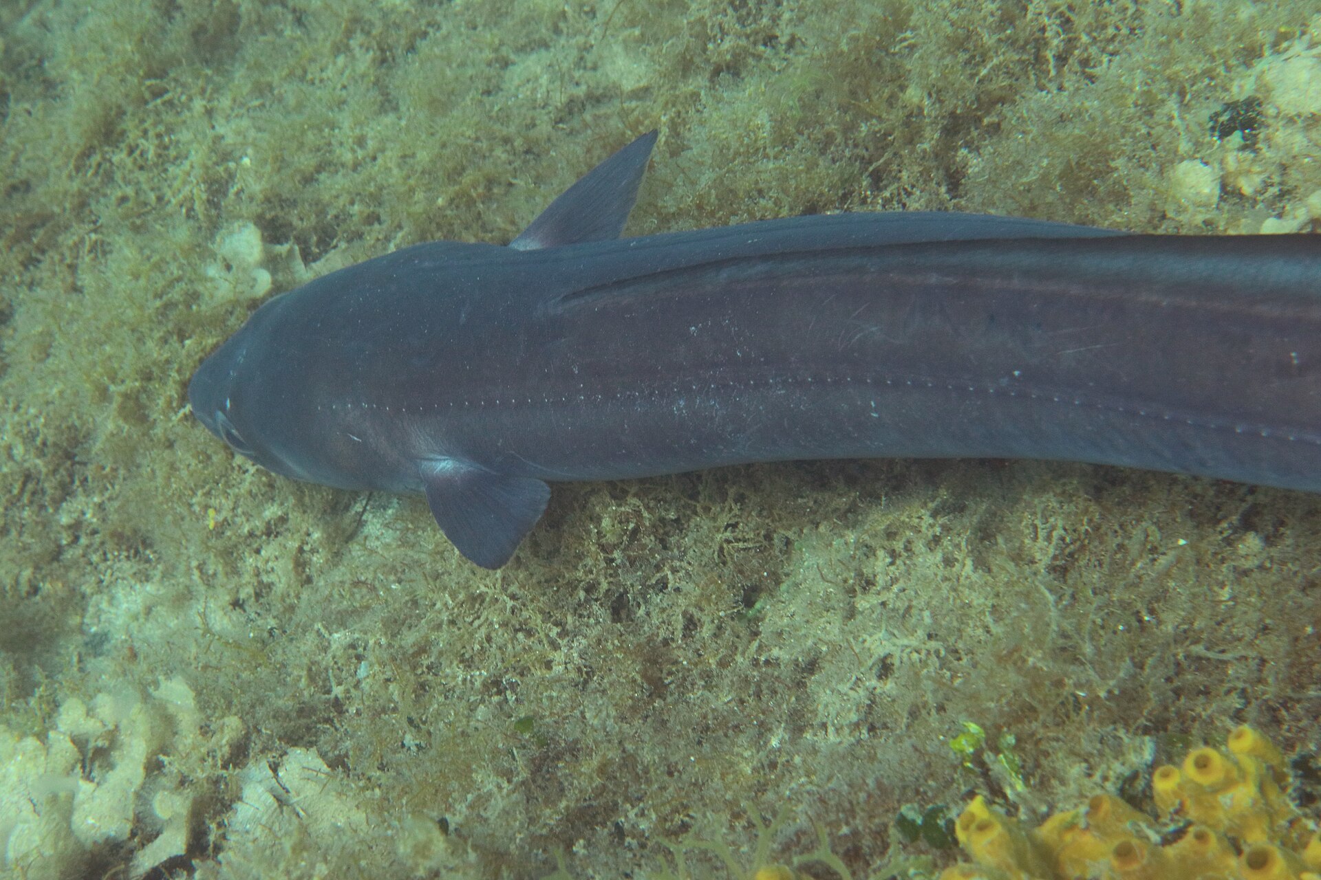 A conger eel resting on a rocky seabed seen from slightly above, showing a heavy scaleless grey-brown body, a pectoral fin, a row of pale lateral-line pores along the flank, and a dorsal fin beginning immediately behind the pectoral fin.
