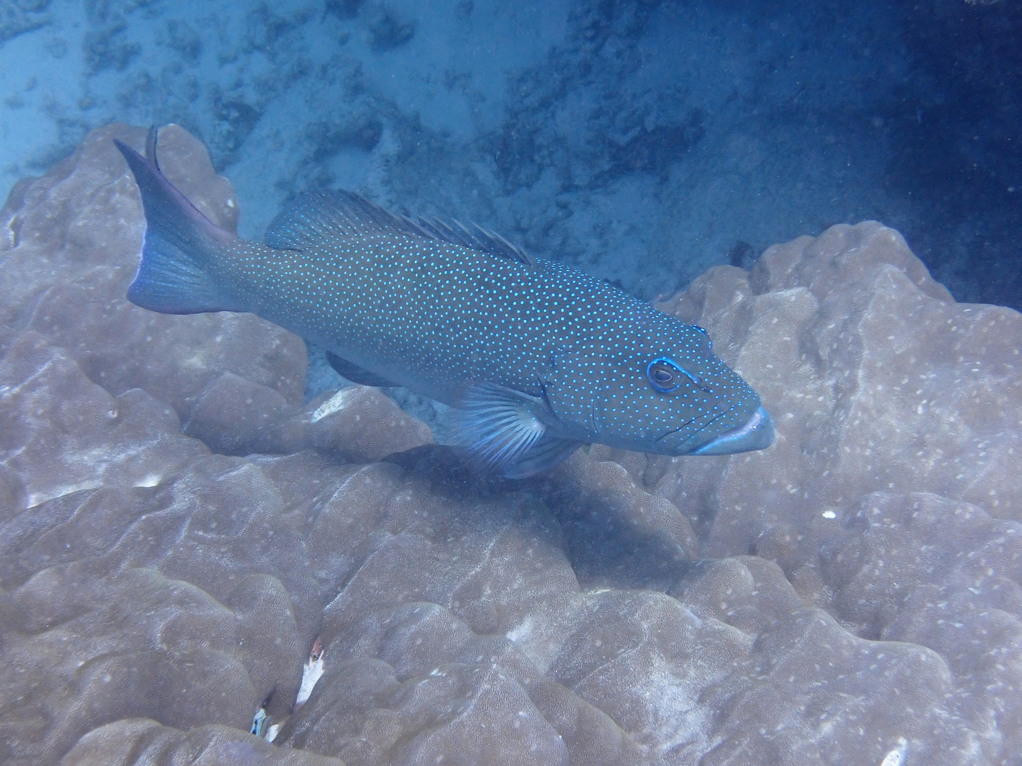 A coral trout in full side view over massive coral at Opal Reef, its elongate grouper body and large mouth covered densely in small round blue spots that continue over the head and onto every fin, the overall ground colour reading blue-grey rather than red because of the depth of water above it.
