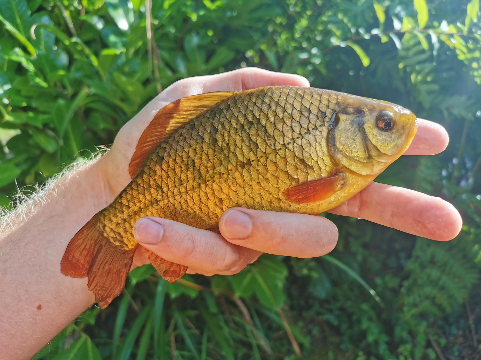 A crucian carp held in two cupped wet hands in sunlight, seen from the side, deep-bodied and rounded, deep bronze-gold with large scales and reddish-brown fins, the snout and both lips completely free of barbels and the outer edge of the dorsal fin curving outwards.